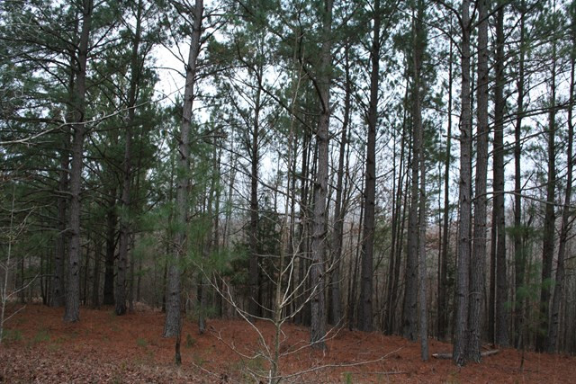 00 Highway 378, Lincolnton, GA 30817 Listing Photo  5
