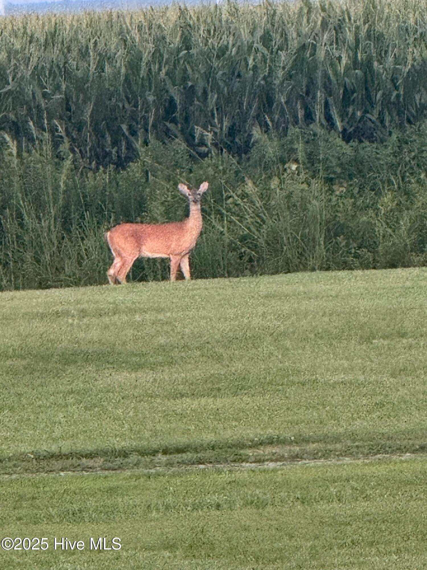 Homes for sale in Belvidere, NC | 649 Turnpike Rd, Belvidere, NC 27919 | MLS# 100522517