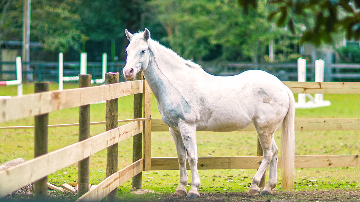 Aiken_HorseTrainingTrack1