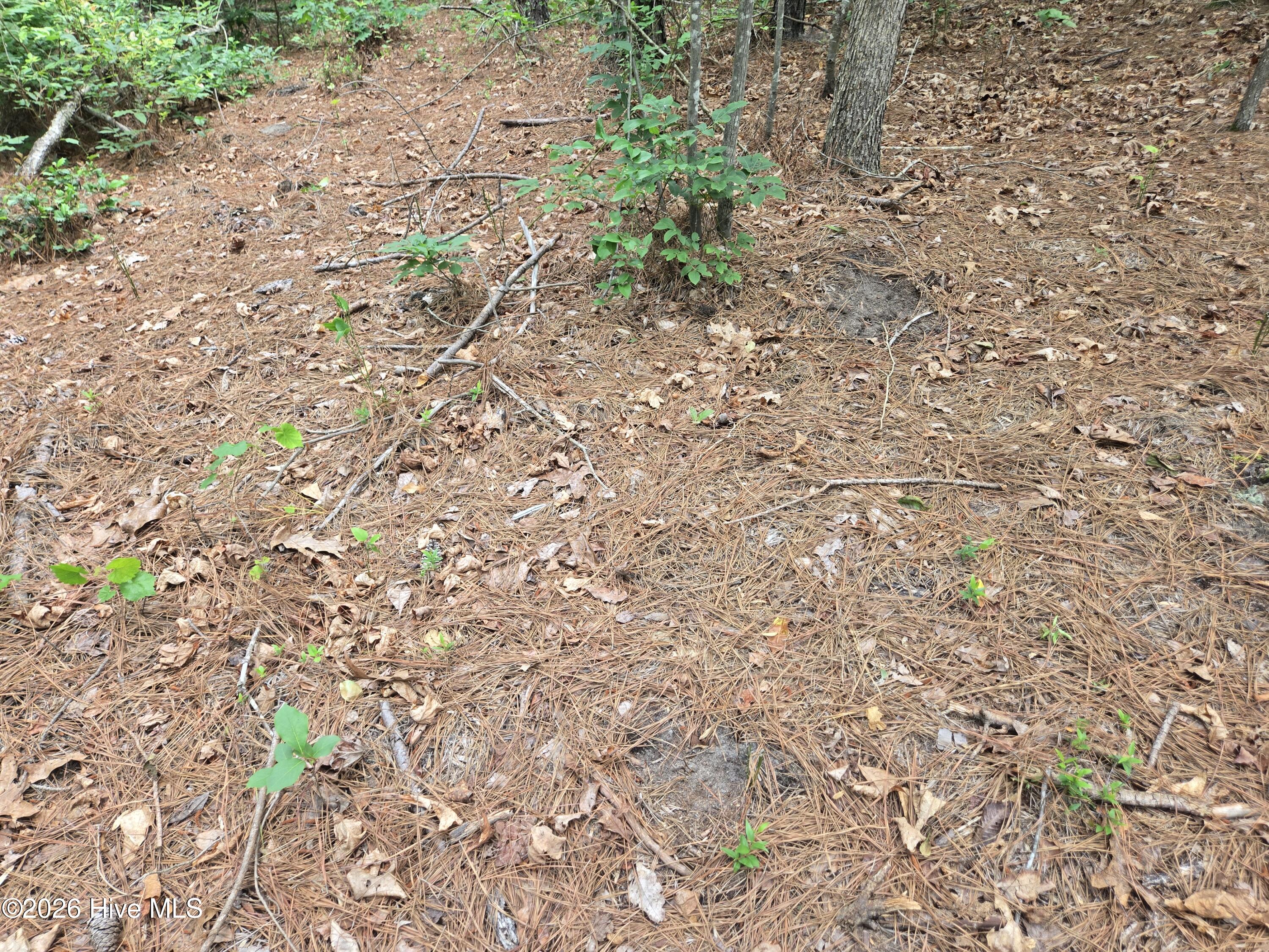 Tract 14 Belford Church Road, Jackson Springs, NC 27281 Listing Photo  12