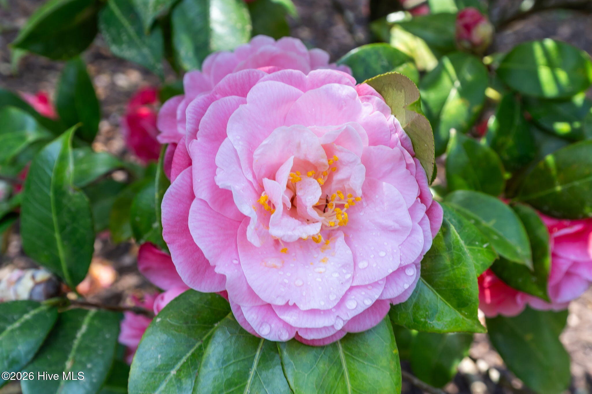 100565544 | Photo 39