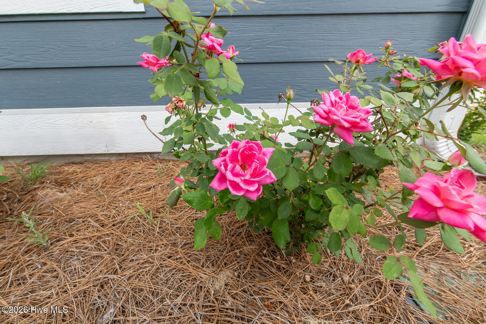 Landscaping!
