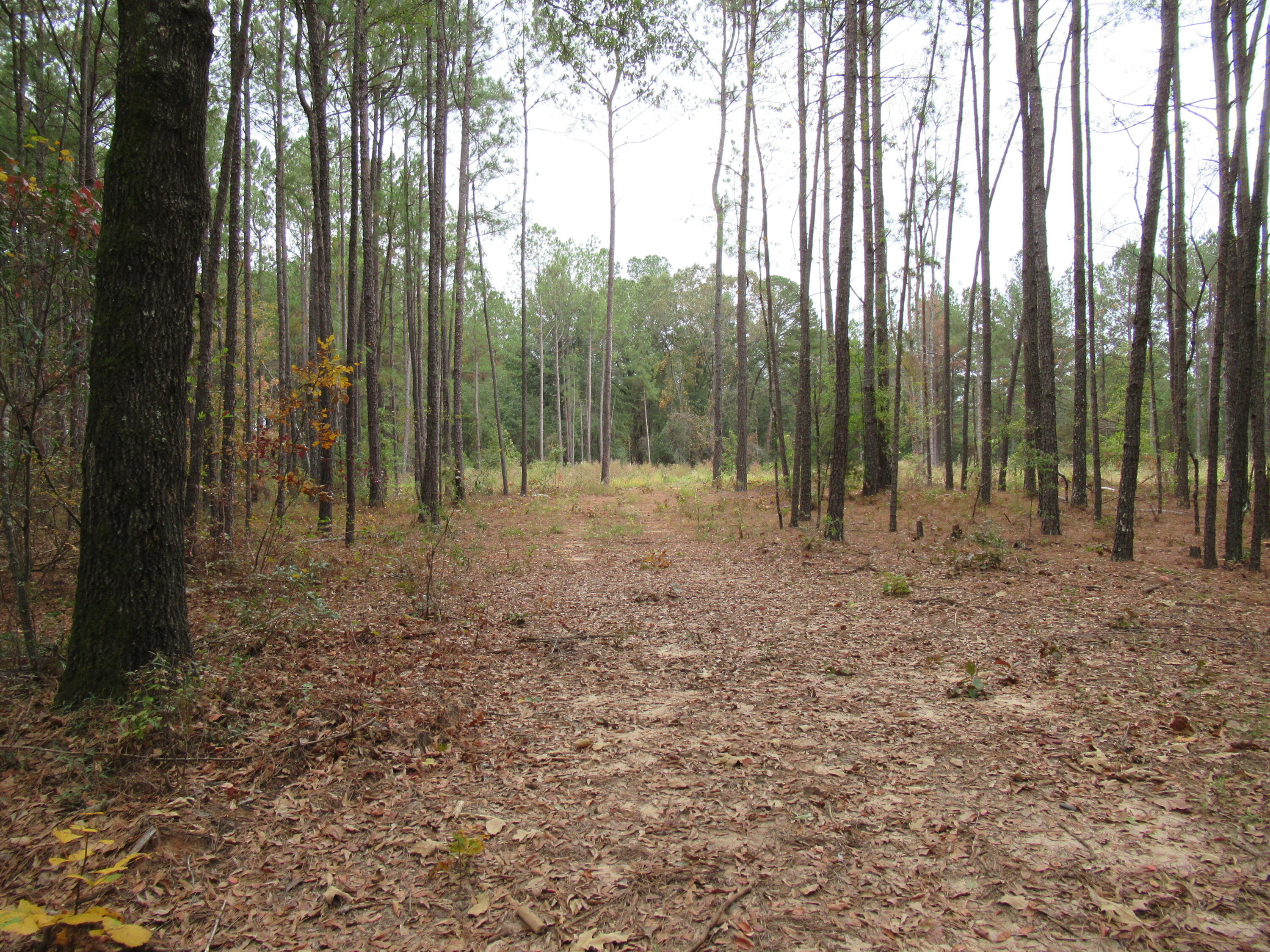 0 TWIN PINES RD., Keysville, GA, 30816