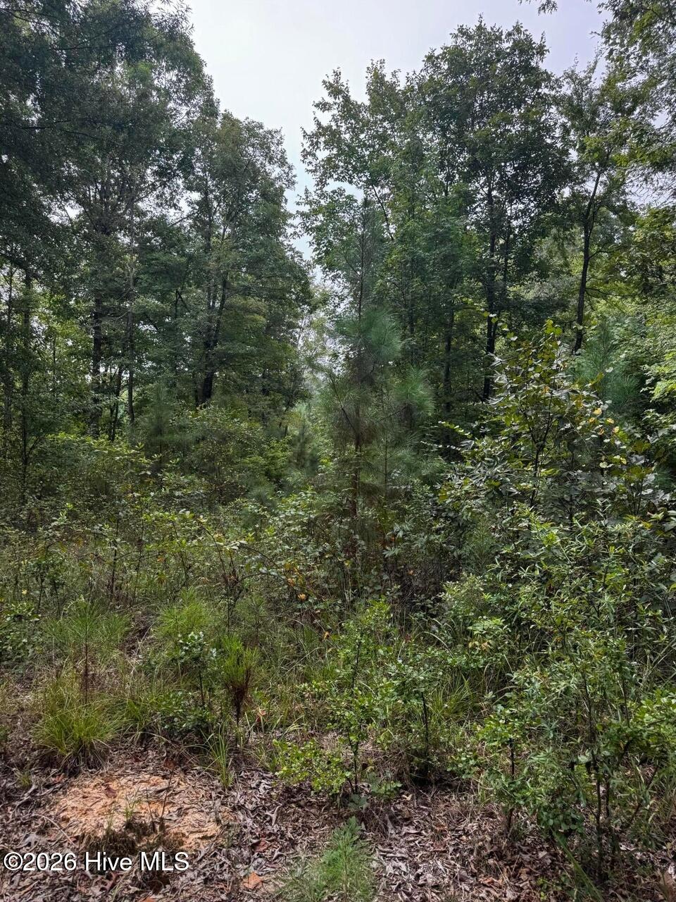 Photo 2 of Land for sale at 00 Gabe Rd, Saluda, SC 29138 | MLS# 100609162 | Listing updated on 2026-10-08