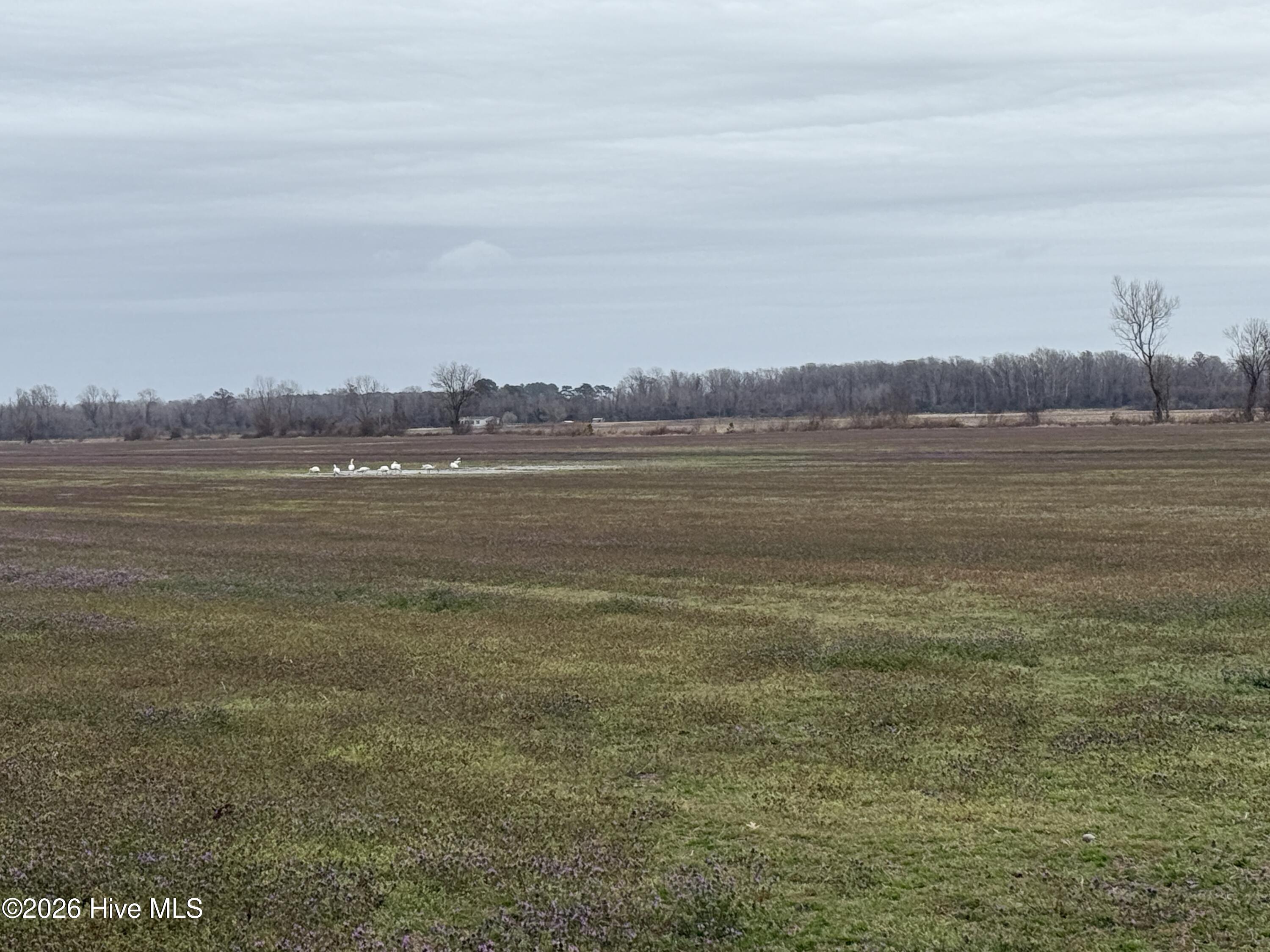 Homes for sale in Pantego, NC | 0 Nc 99, Pantego, NC 27860 | MLS# 100555818