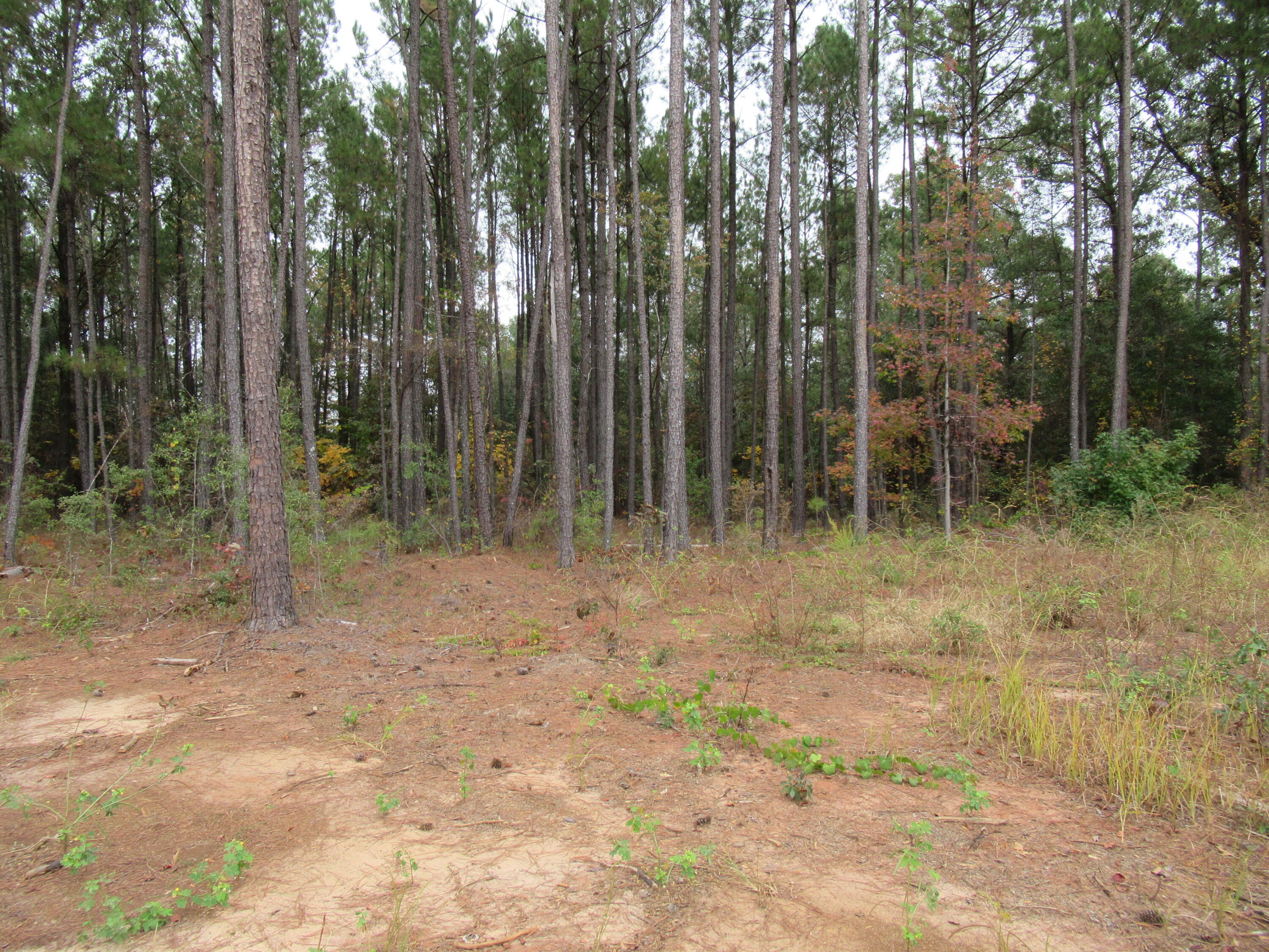 0 TWIN PINES RD., Keysville, GA, 30816