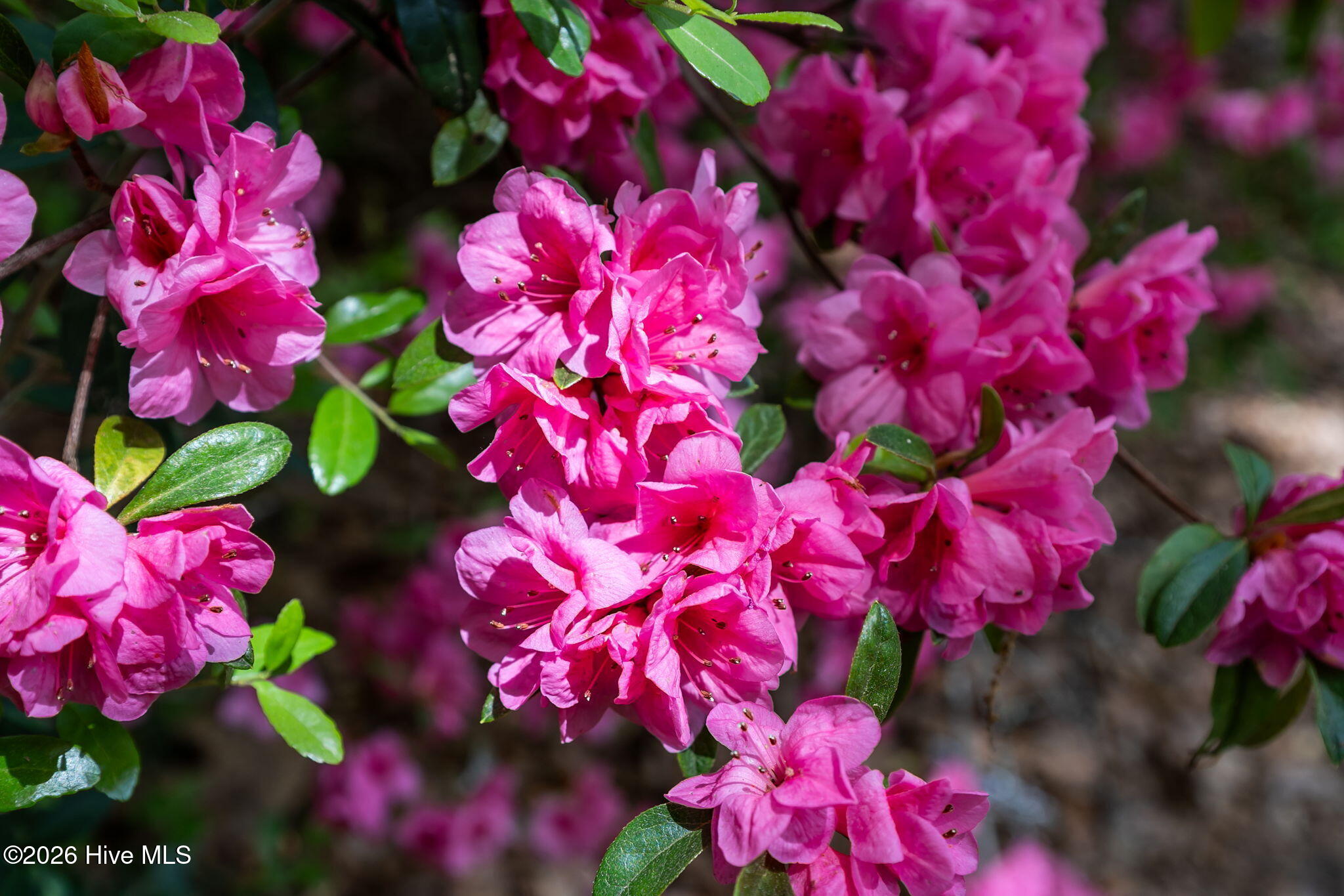 100568125 | Photo 49