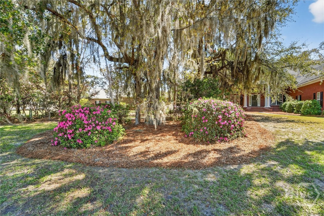 This yard is full of beautiful, mature azaleas.