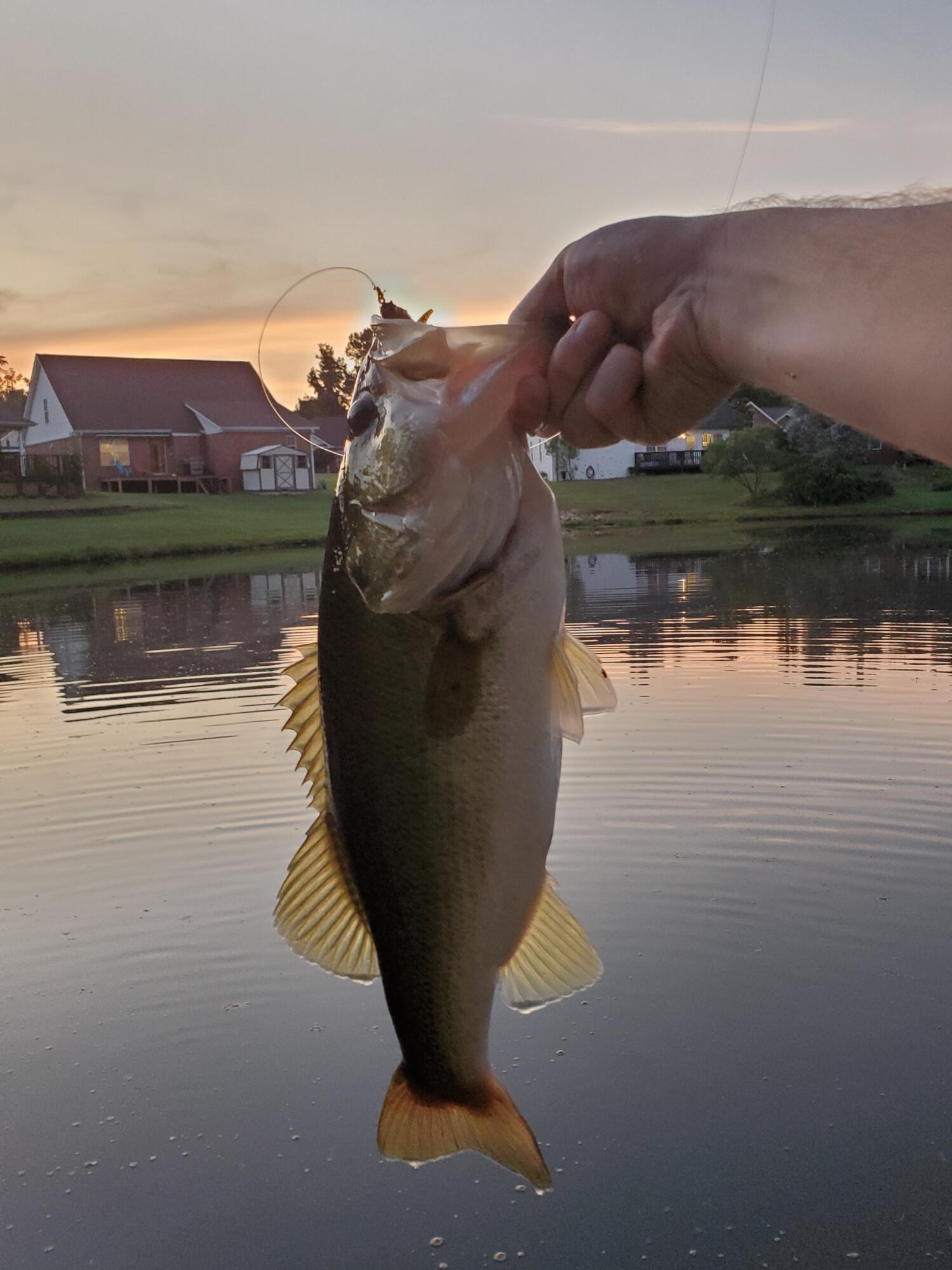 Fish