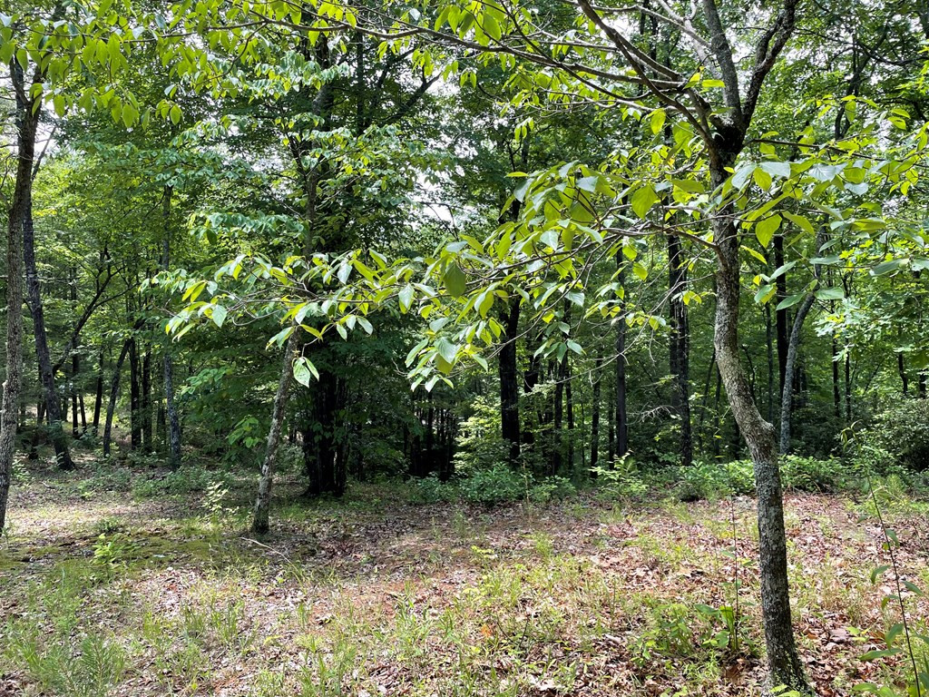 4 4 Collett Woods Trail