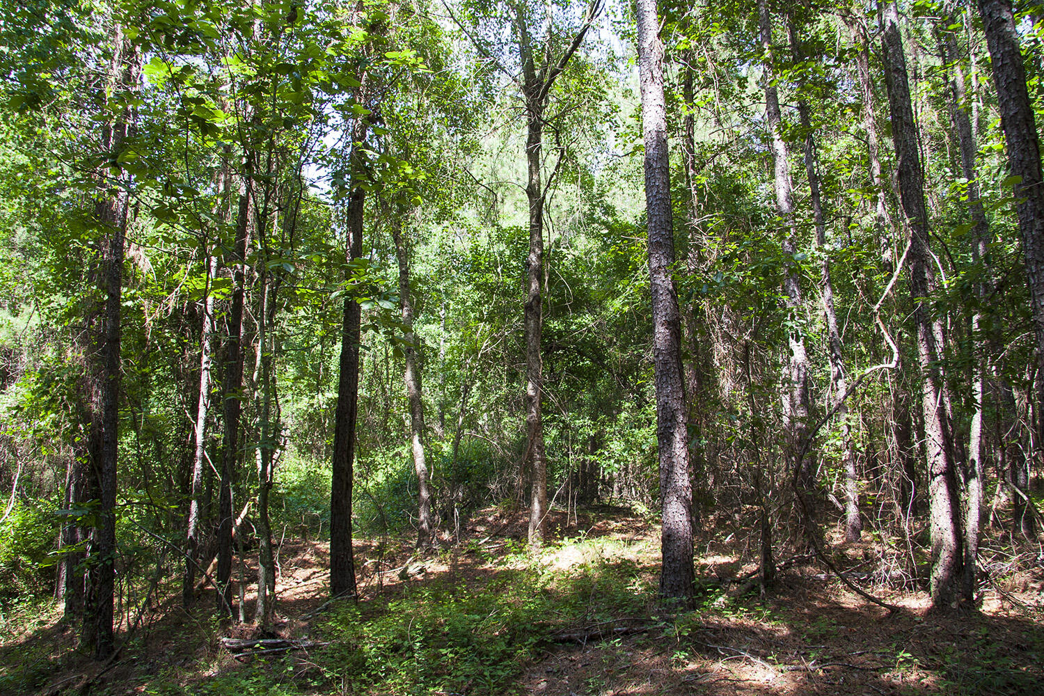 1515D HEPHZIBAH - MCBEAN Road, Hephzibah, GA, 30815