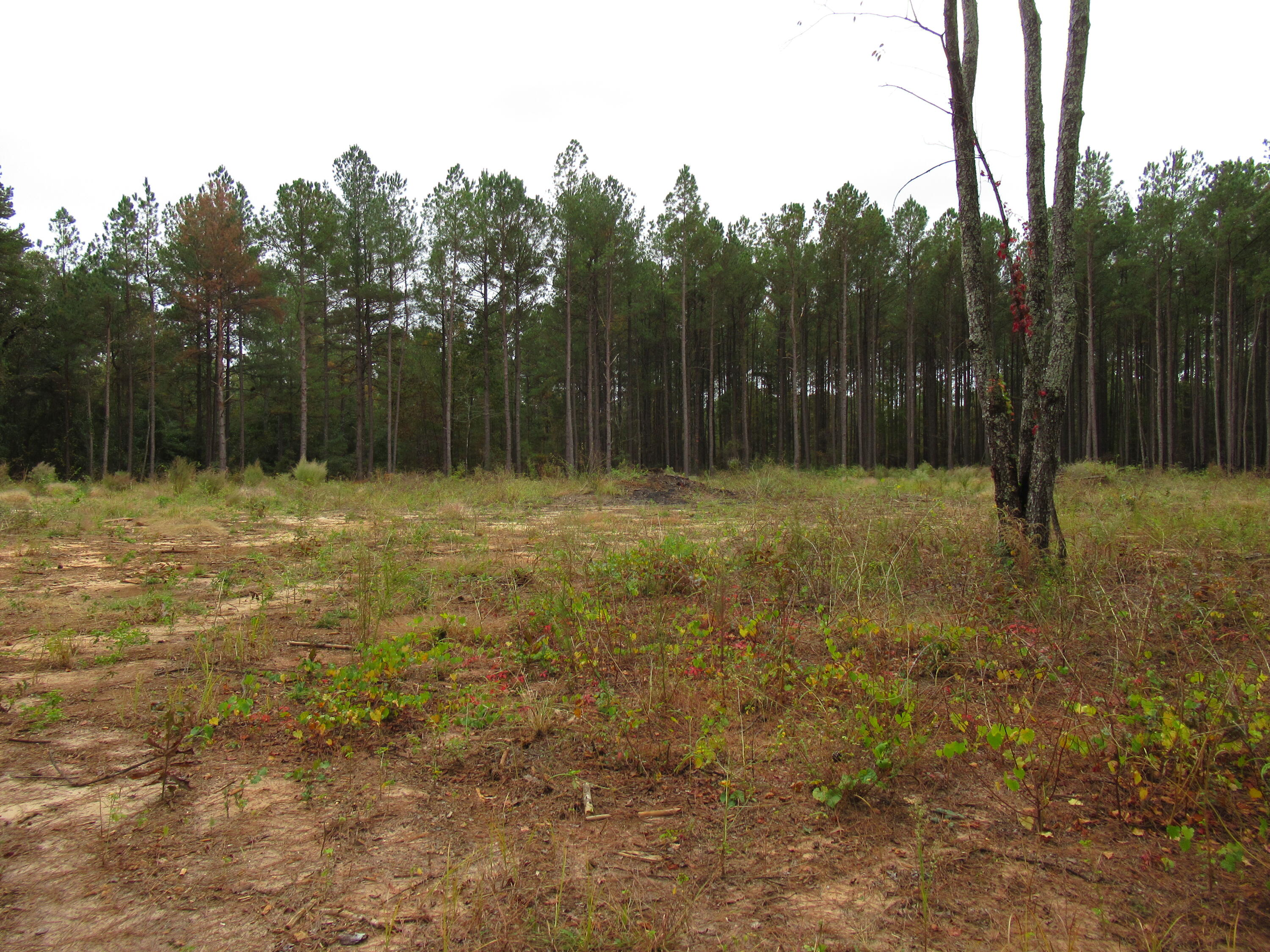 0 TWIN PINES RD., Keysville, GA, 30816