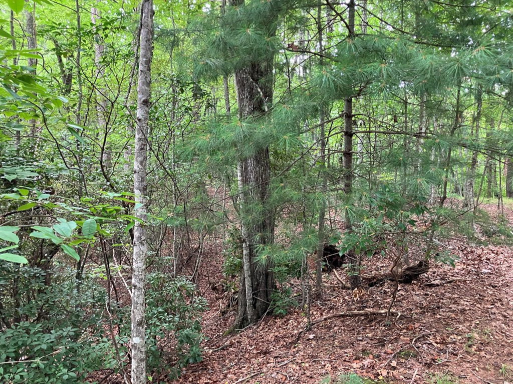 Exterior photo of Lt 41 41 Floris, Murphy, NC 28906. MLS: 98524860