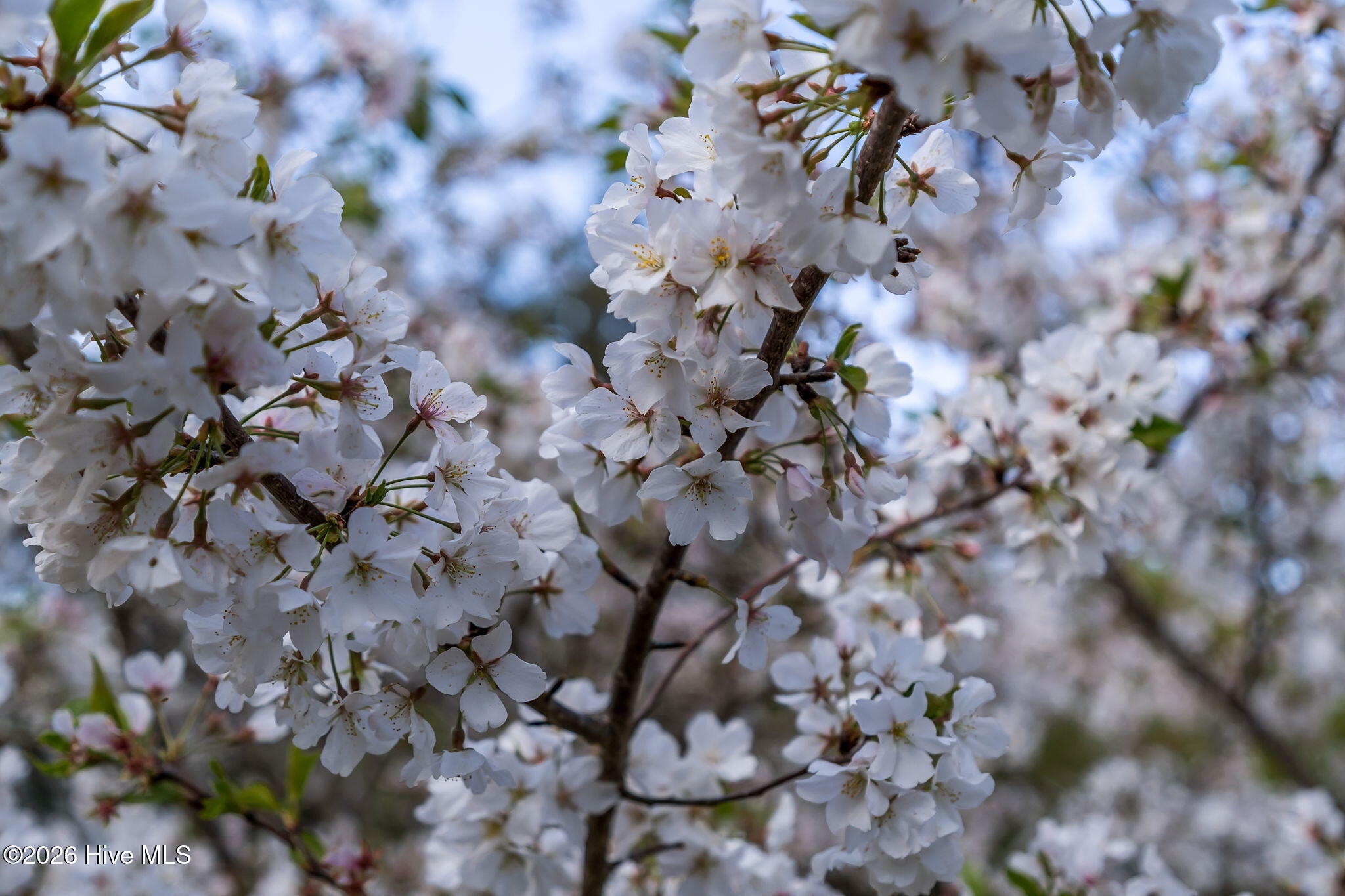 100562796 | Photo 48