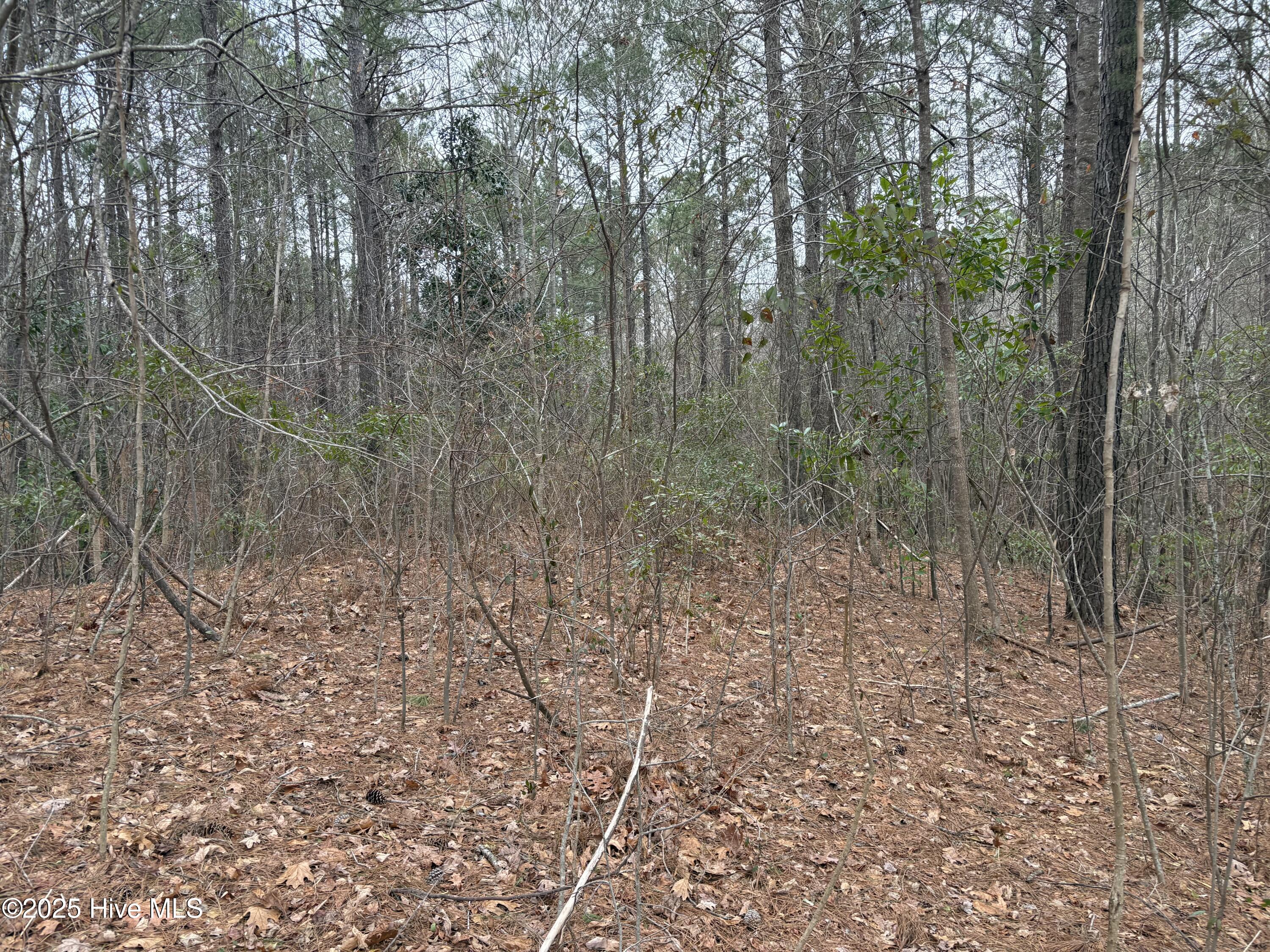 211 Green Trees 