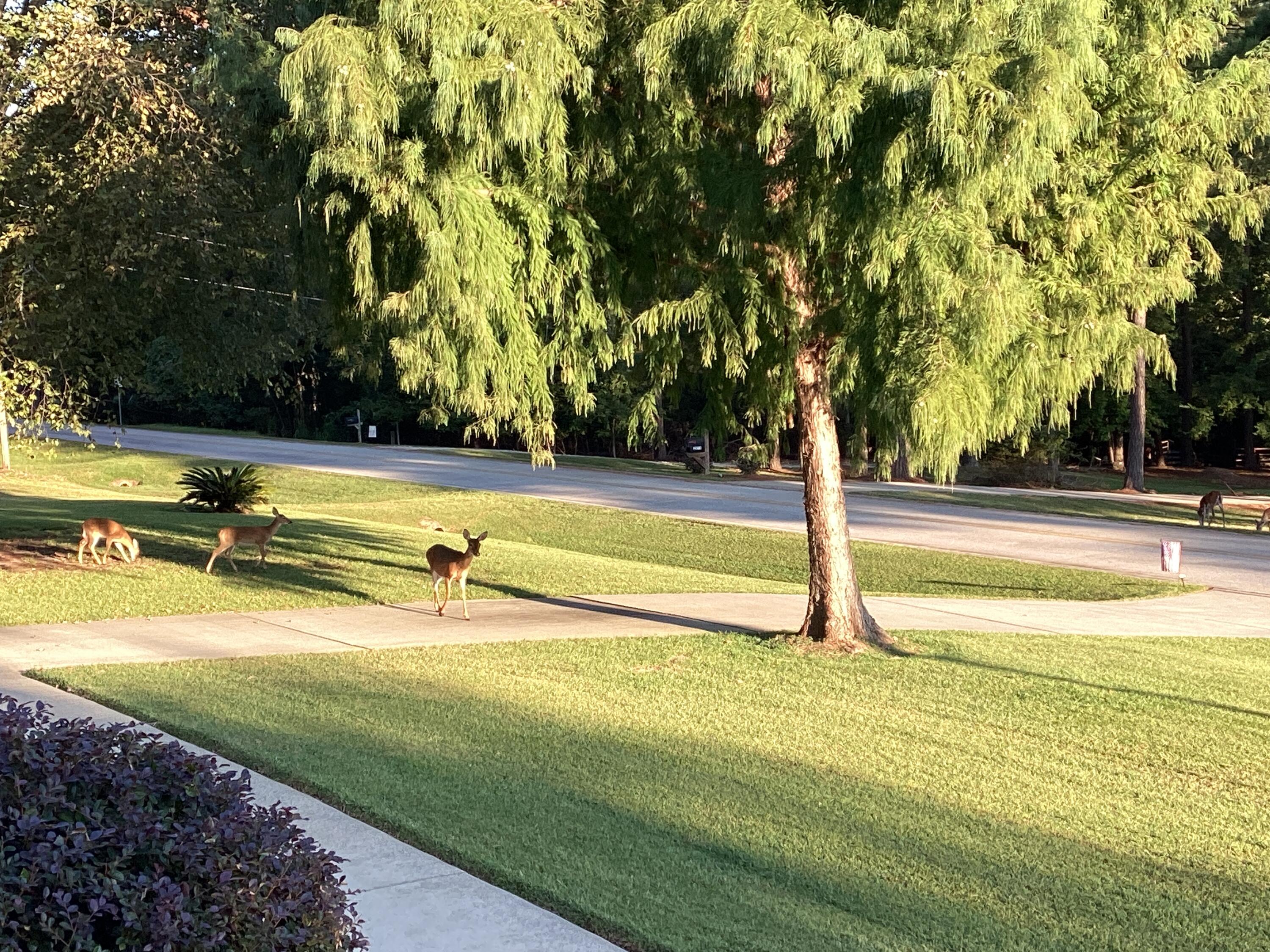 Deer