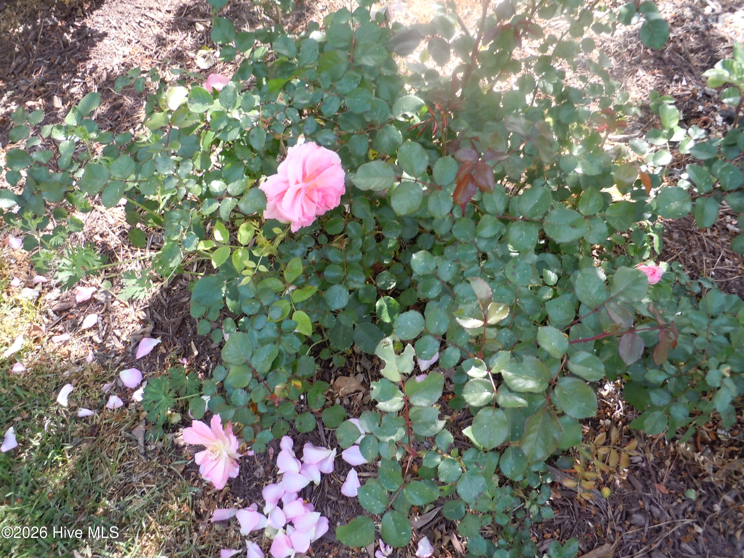 100565129 | Photo 92