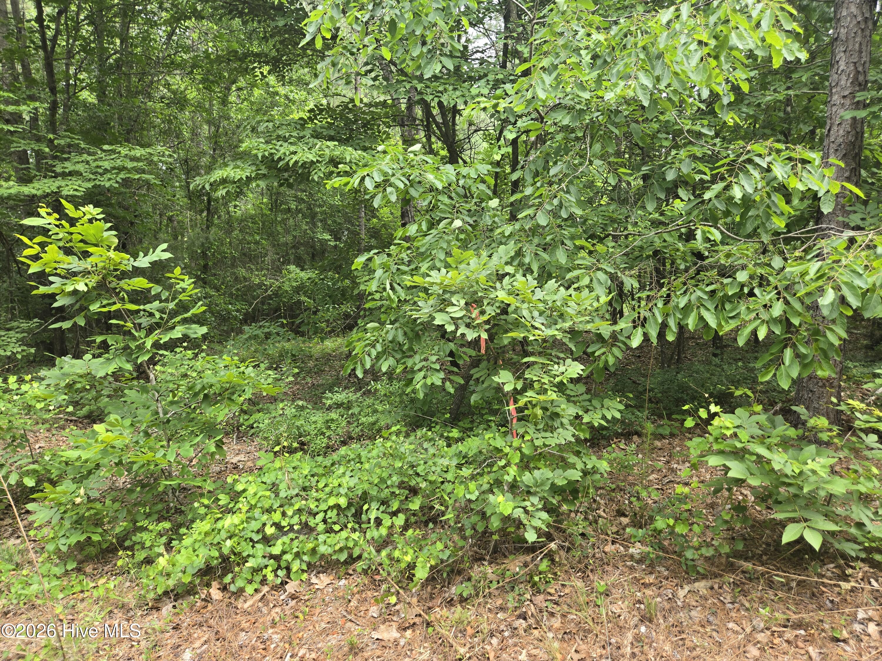 Tract 14 Belford Church Road, Jackson Springs, NC 27281 Listing Photo  15