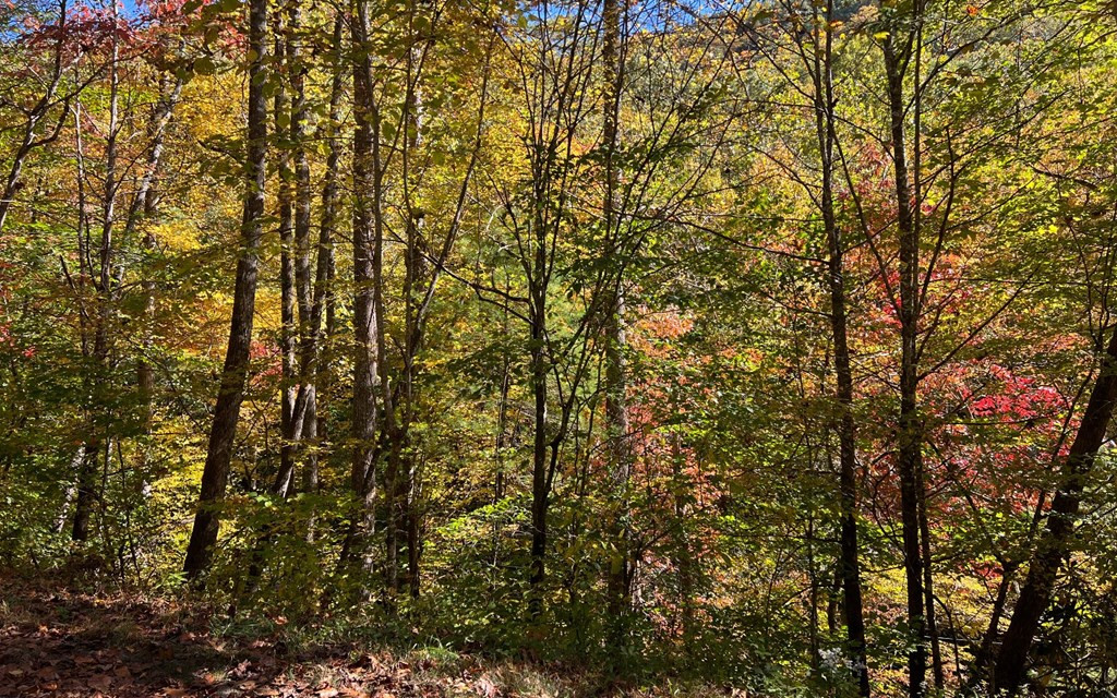 Exterior photo of Tract 1 Tusquittee Road, Hayesville, NC 28904. MLS: 98524697