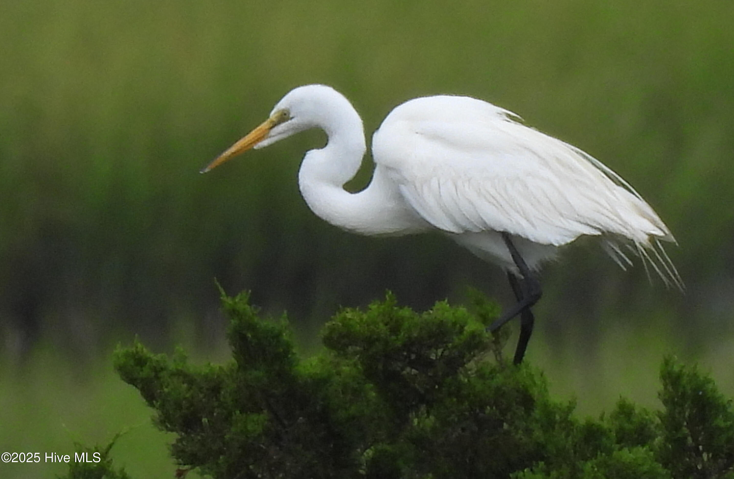 100503609 | Photo 24