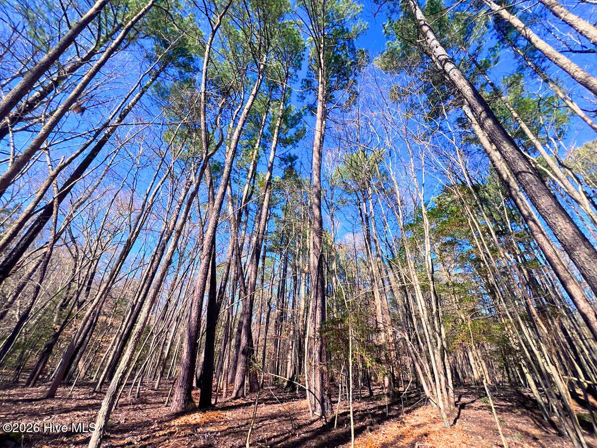 Mixed Pine & Hardwoods