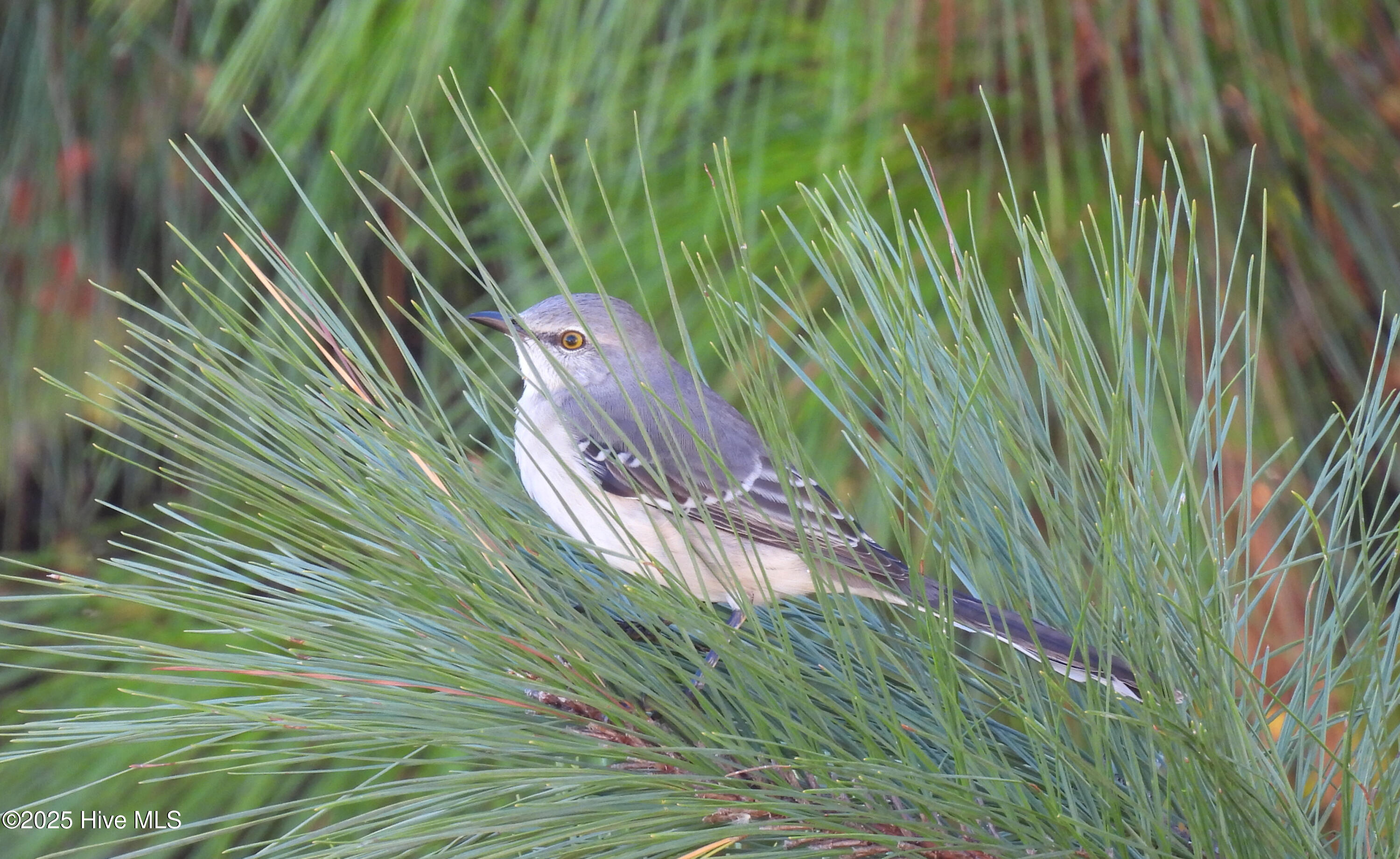 100503609 | Photo 19