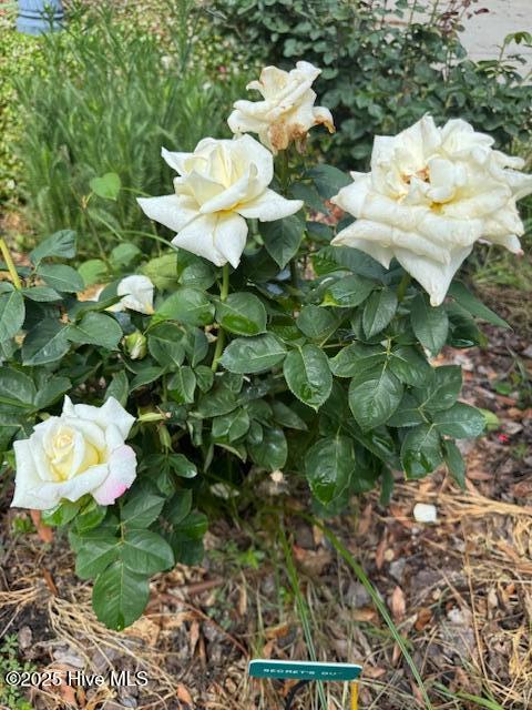 100513257 | Photo 67