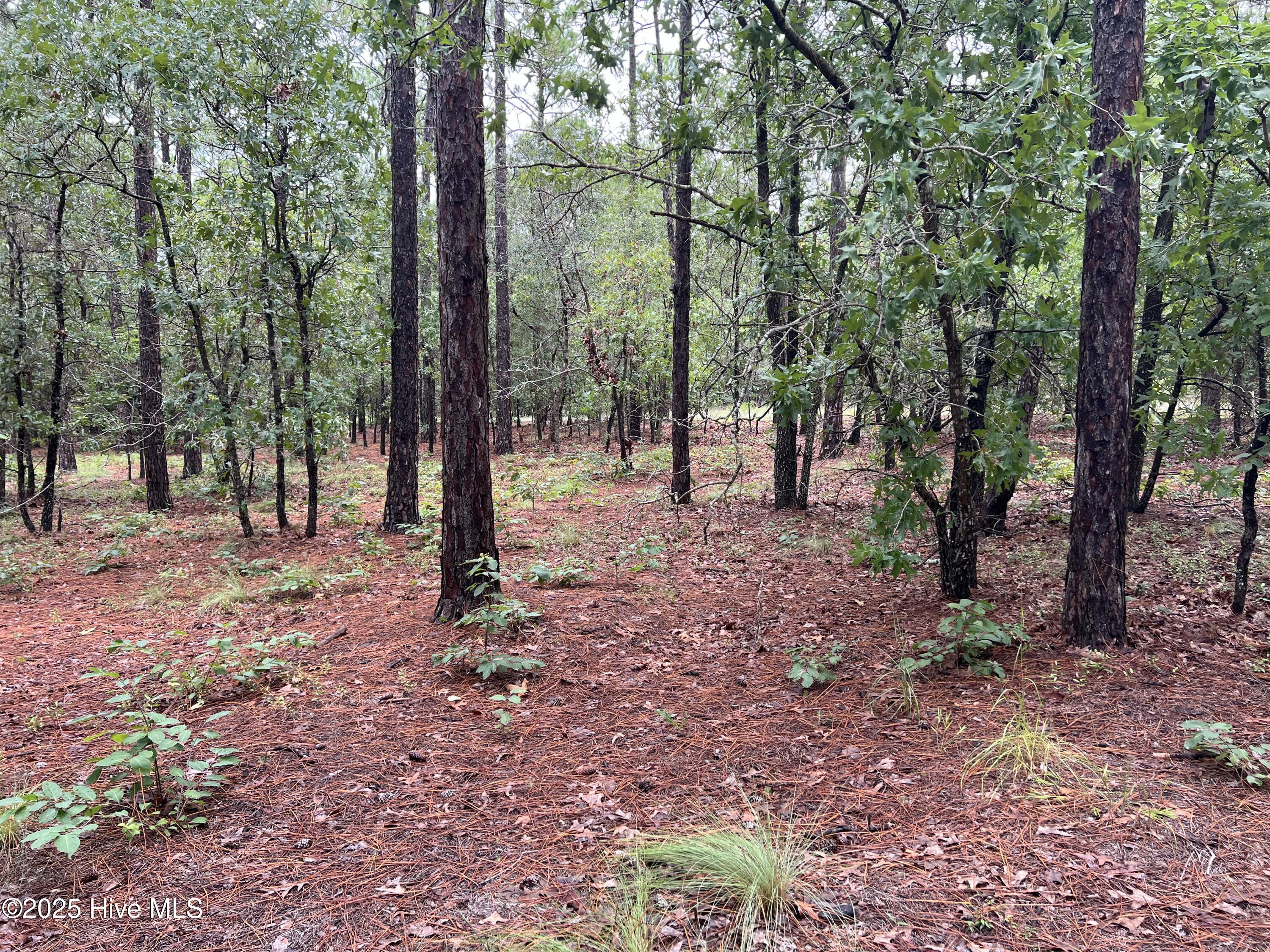 100527062 | Photo 15