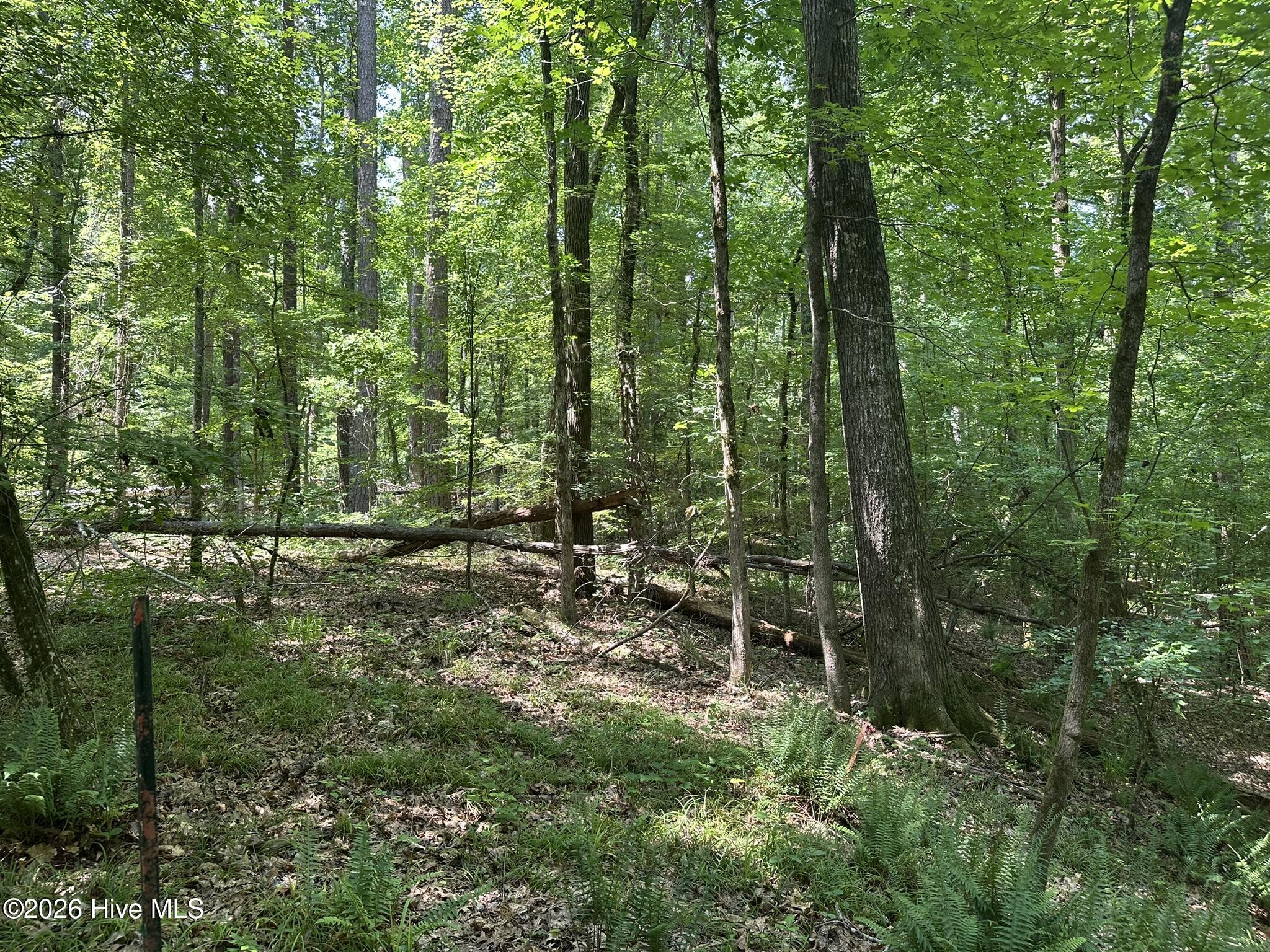 USACE Line / Back Property Line looking towards the lake
