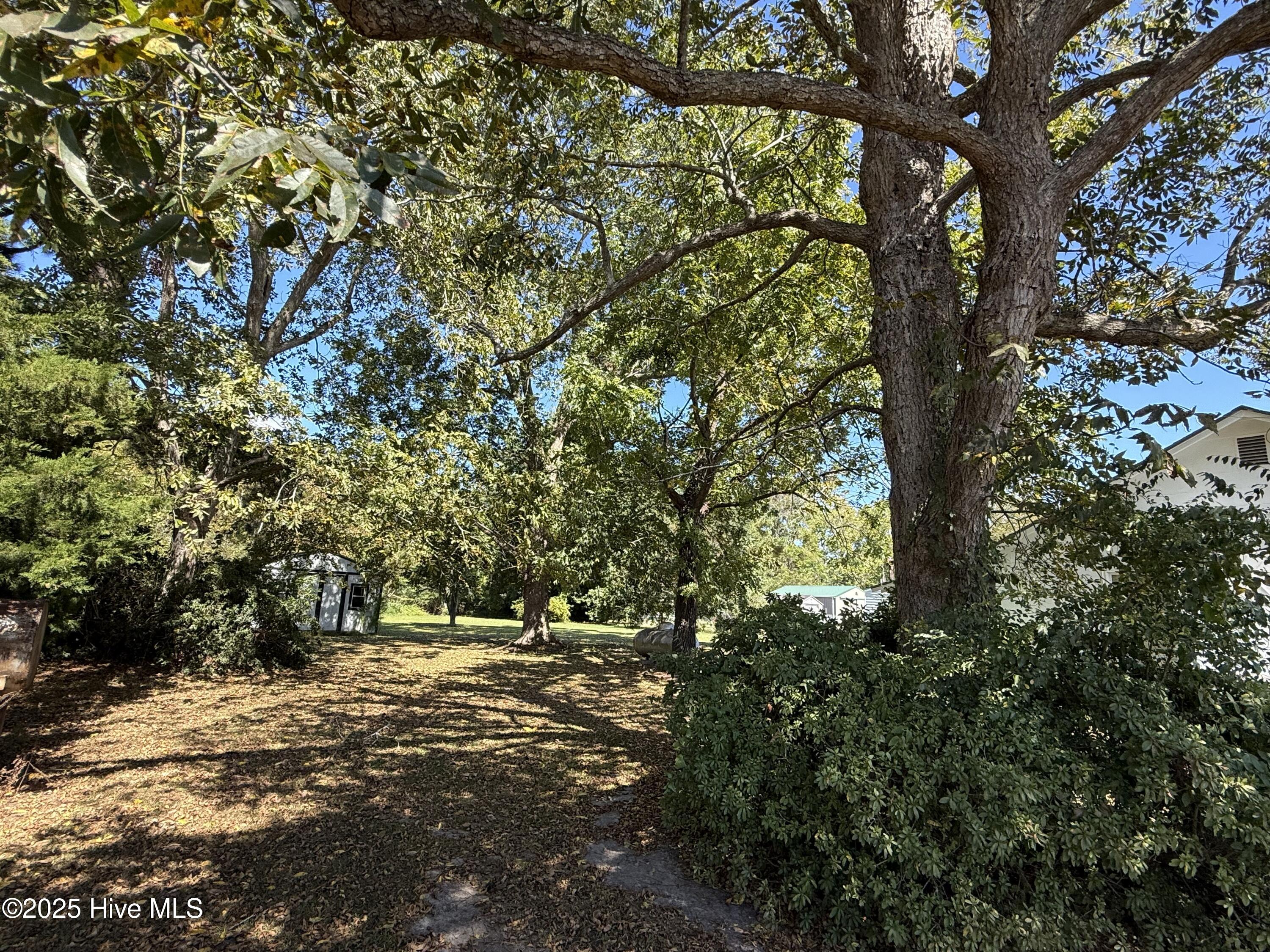 Mature Hardwood Trees