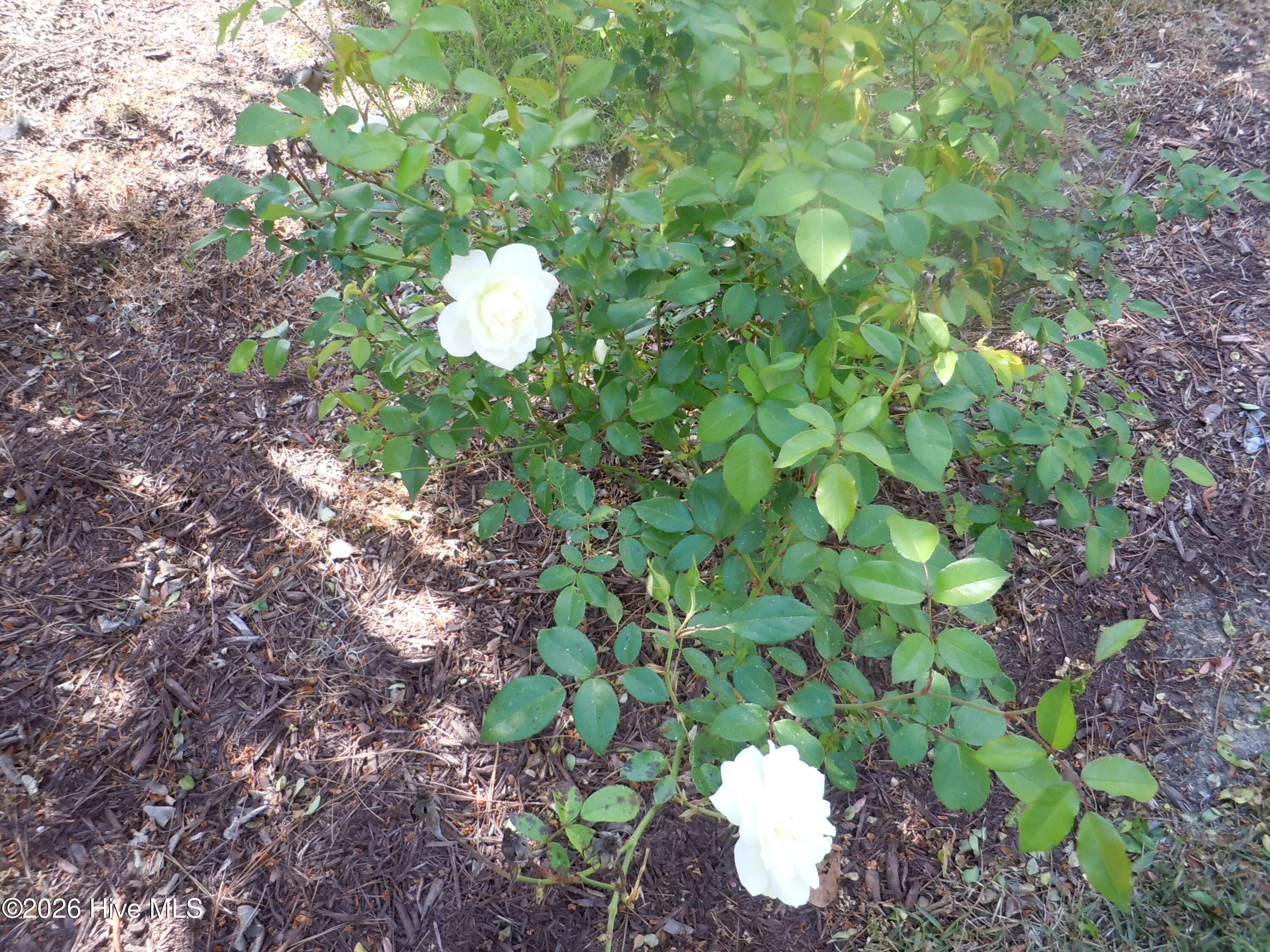 100565129 | Photo 102