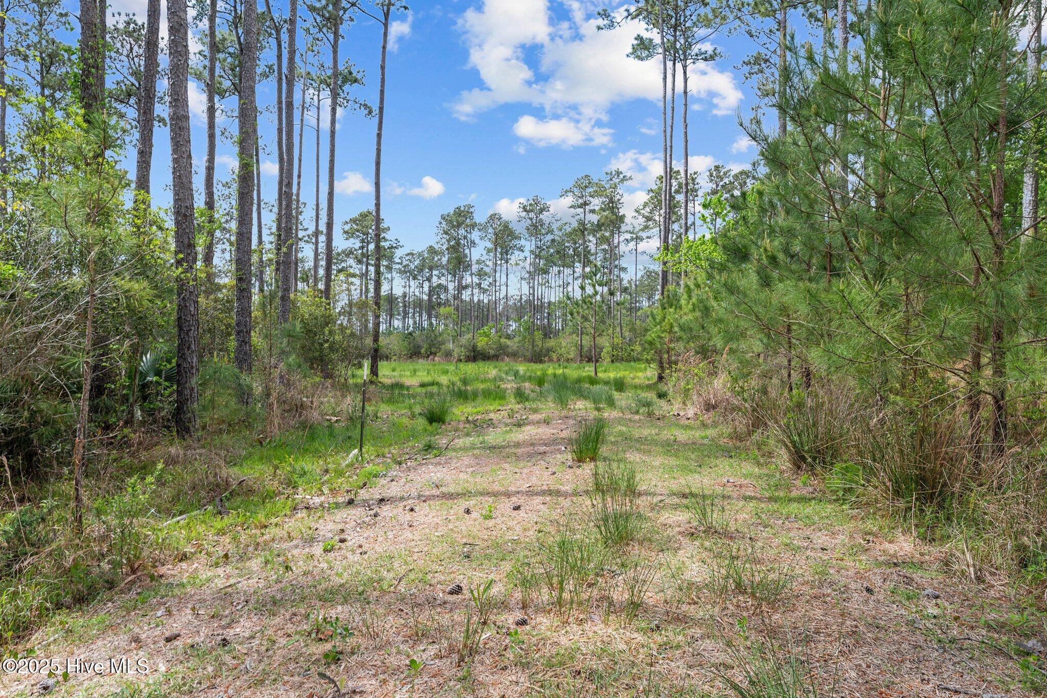 Turns off Driveway 1 to cleared homesite