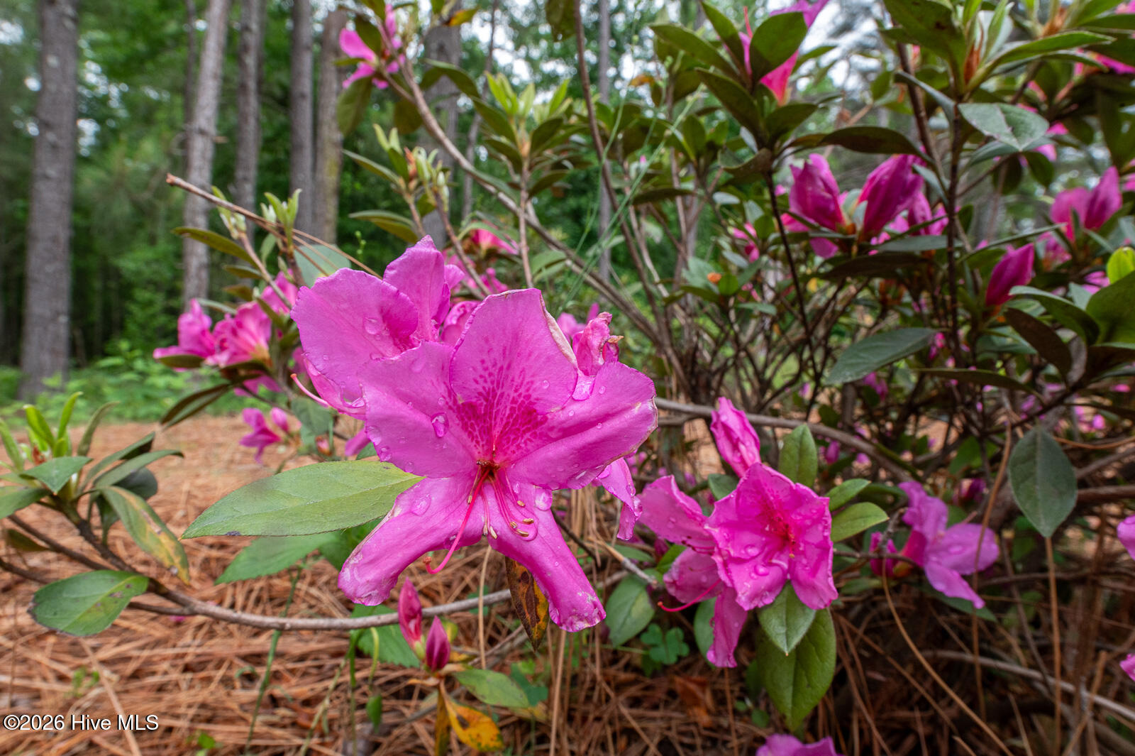 Flowers!