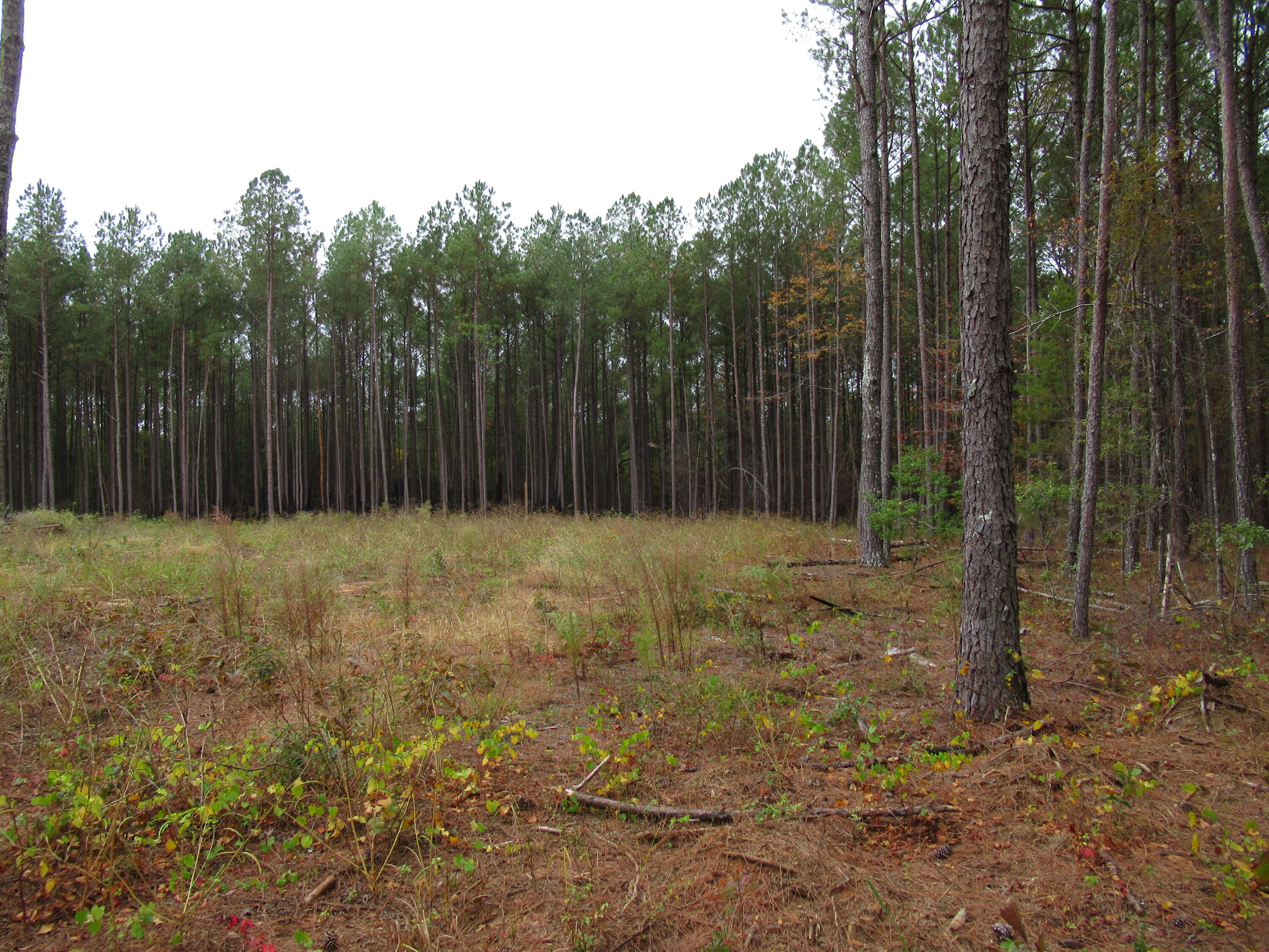 0 TWIN PINES RD., Keysville, GA, 30816