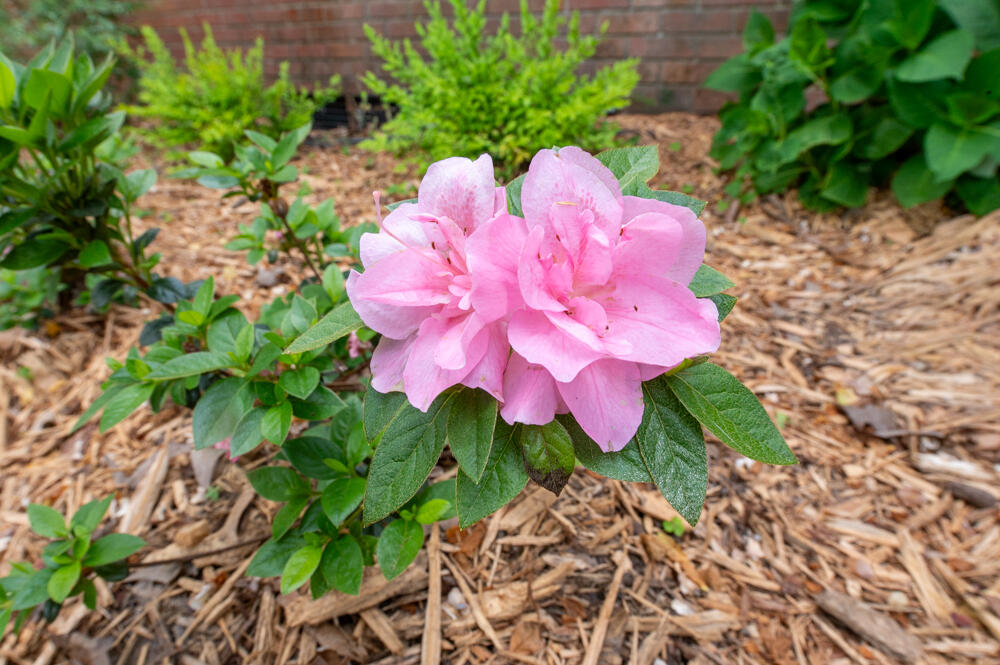 Flowers!