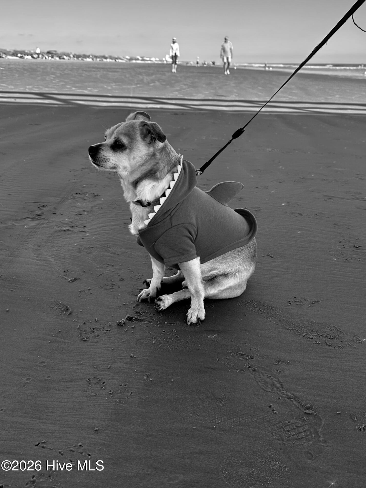 100566232 | Photo 23