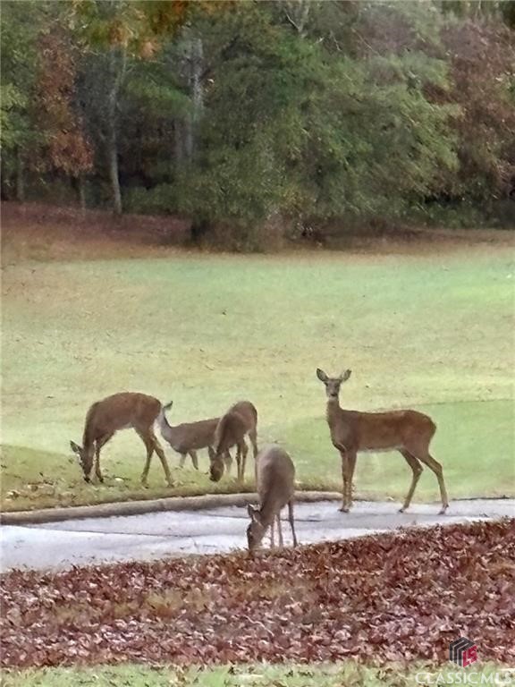 Back of Structure - The Deer like to Golf also!