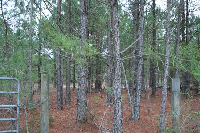 00 Highway 378, Lincolnton, GA 30817 Listing Photo  2