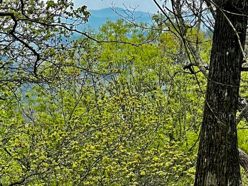 Exterior photo of TR1-23 Majestic Mountain Trail, Murphy, NC 28906. MLS: 98543766