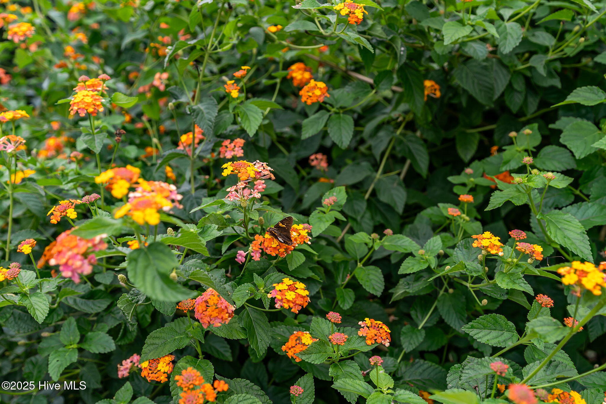 100535481 | Photo 39