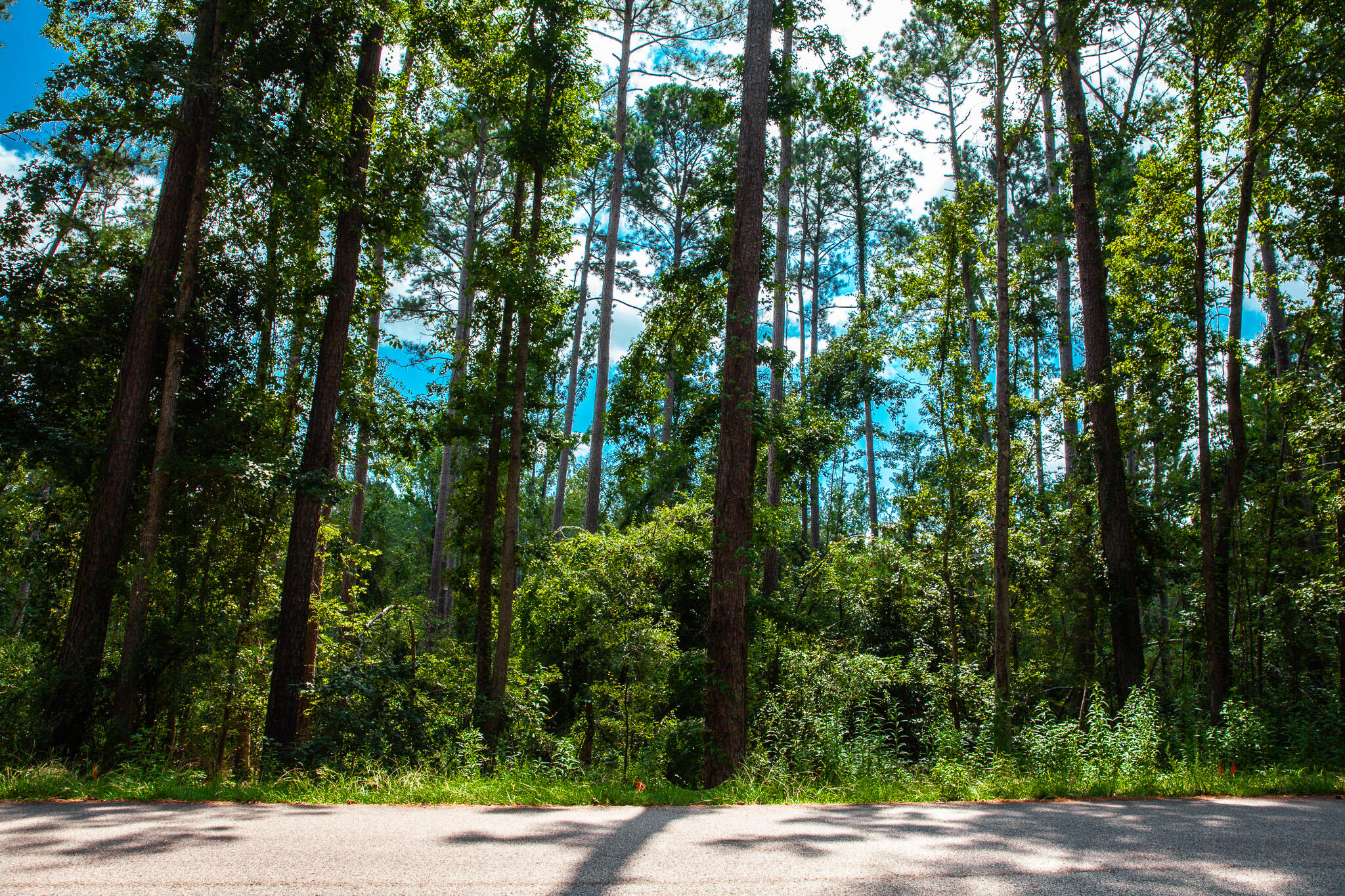 Listing Photo 98224420