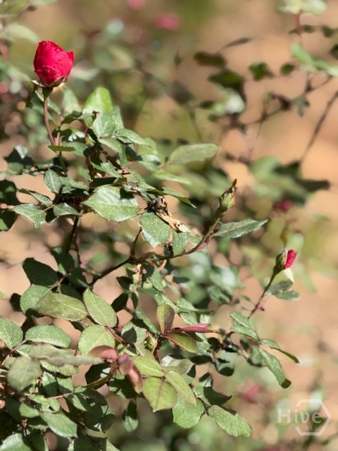 1208 Elberton Road, Lexington, GA, 30648