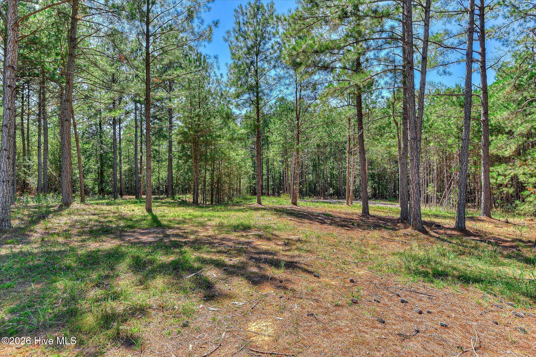 Underbrush cleared 7/2026.