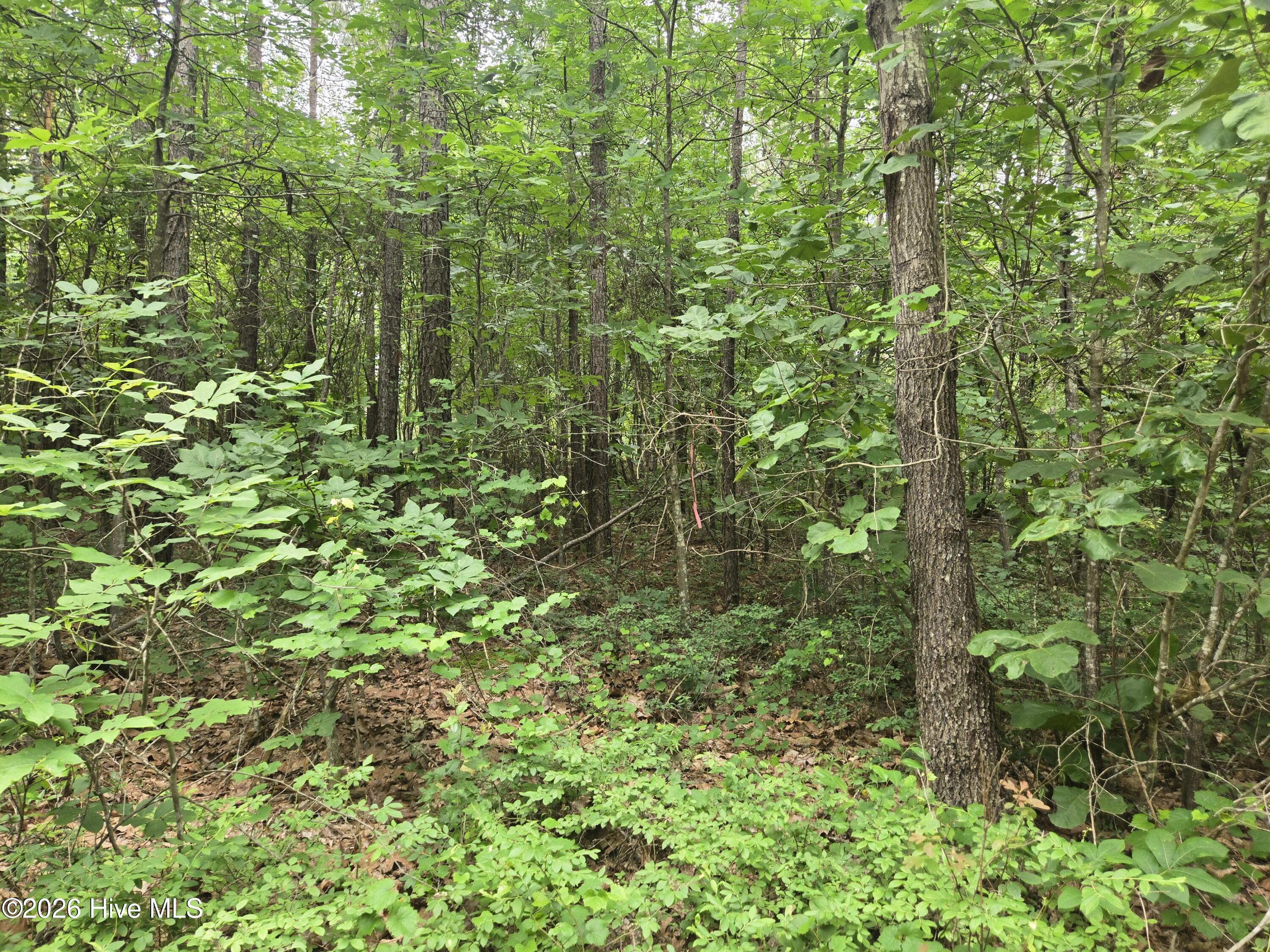 Tract 14 Belford Church Road, Jackson Springs, NC 27281 Listing Photo  16