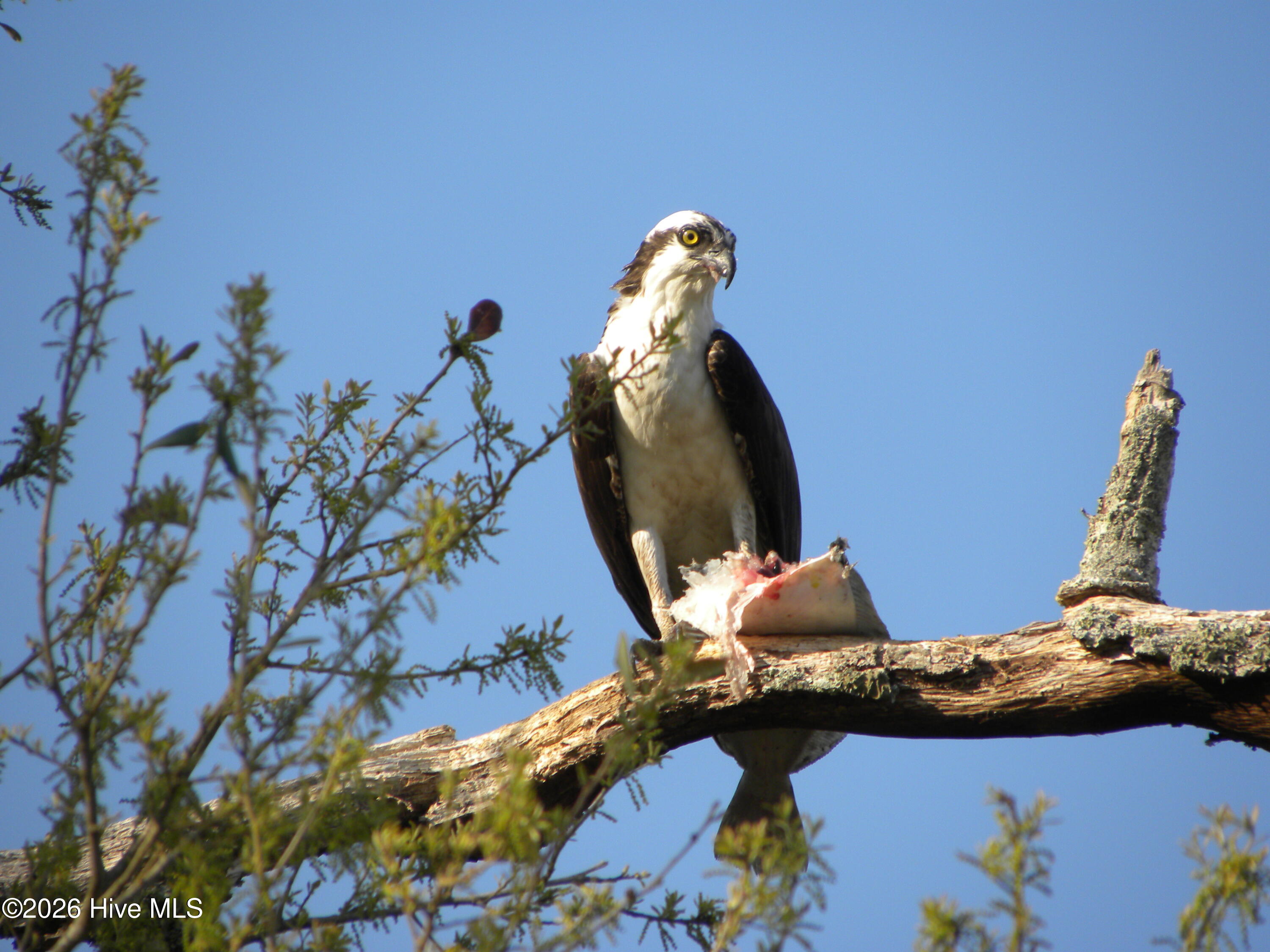 100559715 | Photo 84