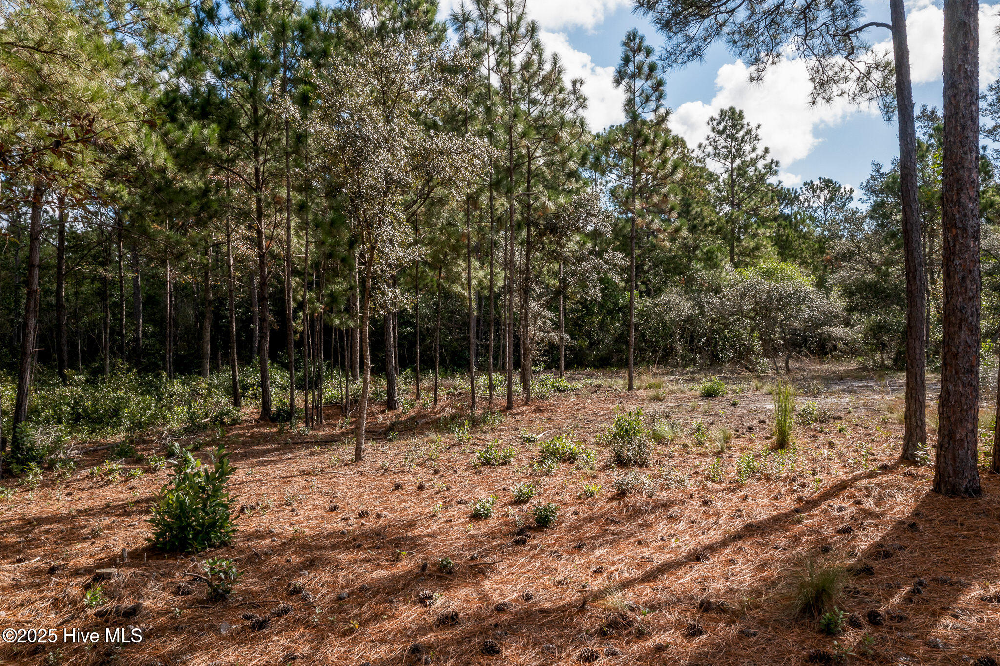 100534837 | Photo 11