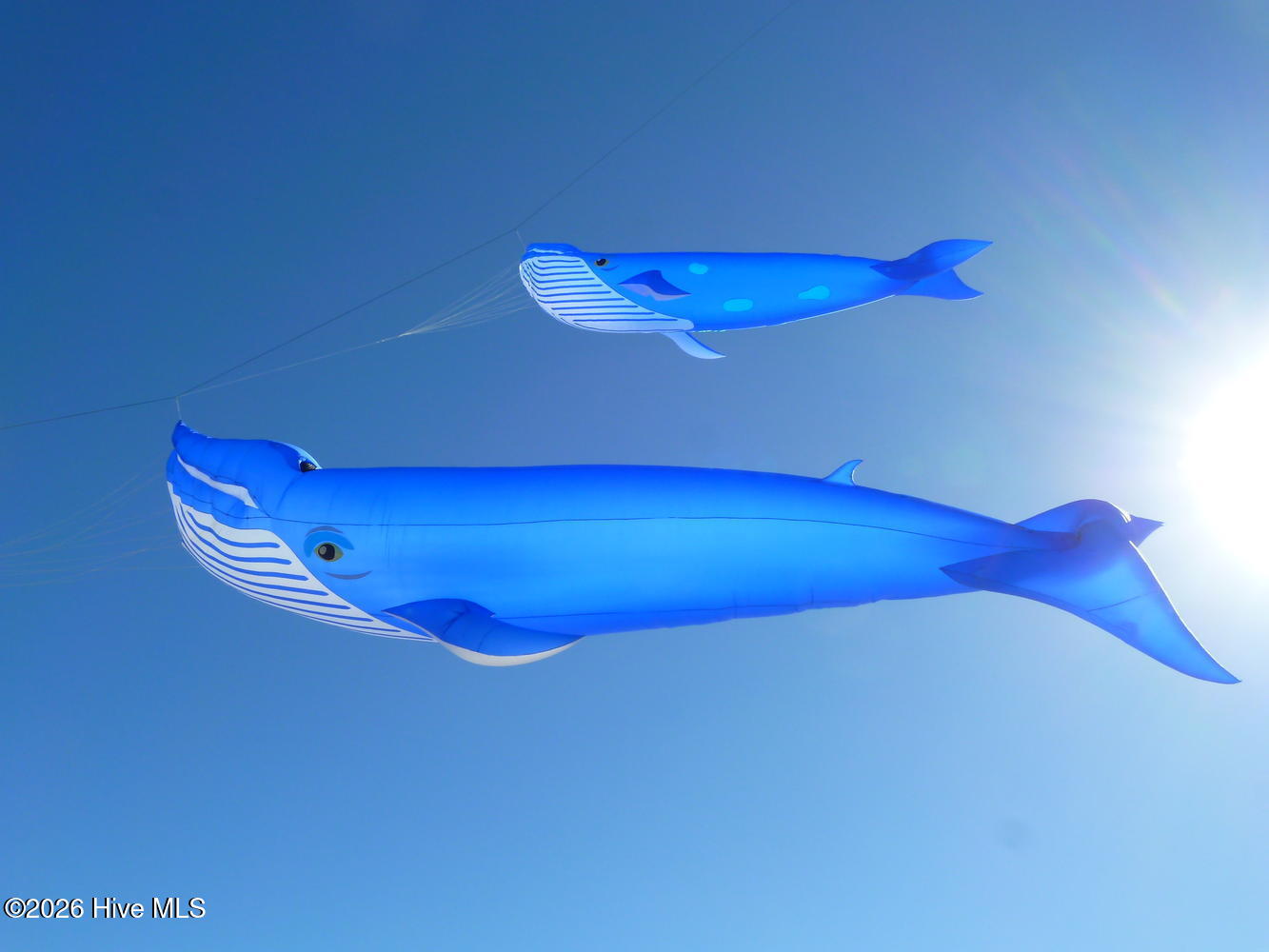 100559910 | Photo 65