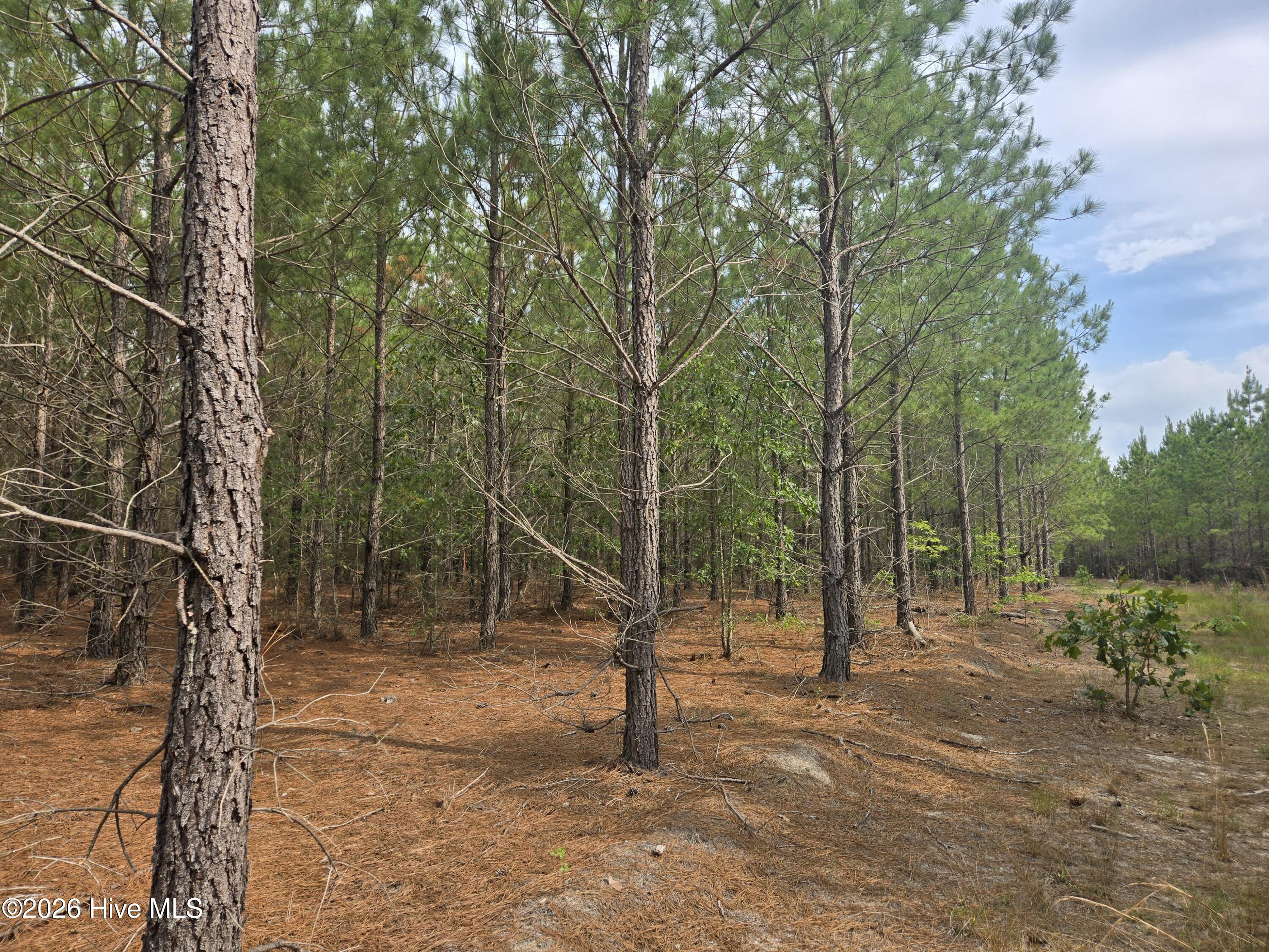 Tract 14 Belford Church Road, Jackson Springs, NC 27281 Listing Photo  21