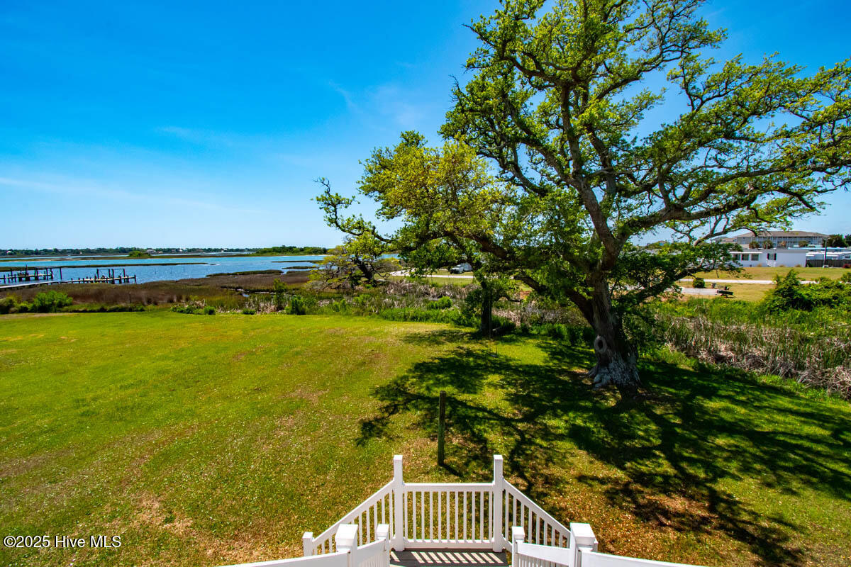 450 year-old Live Oak