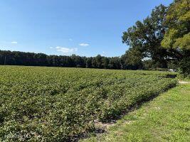 1st image of 1400 Holly Springs Church Rd, Williamston, NC 27892 | MLS# 100598907